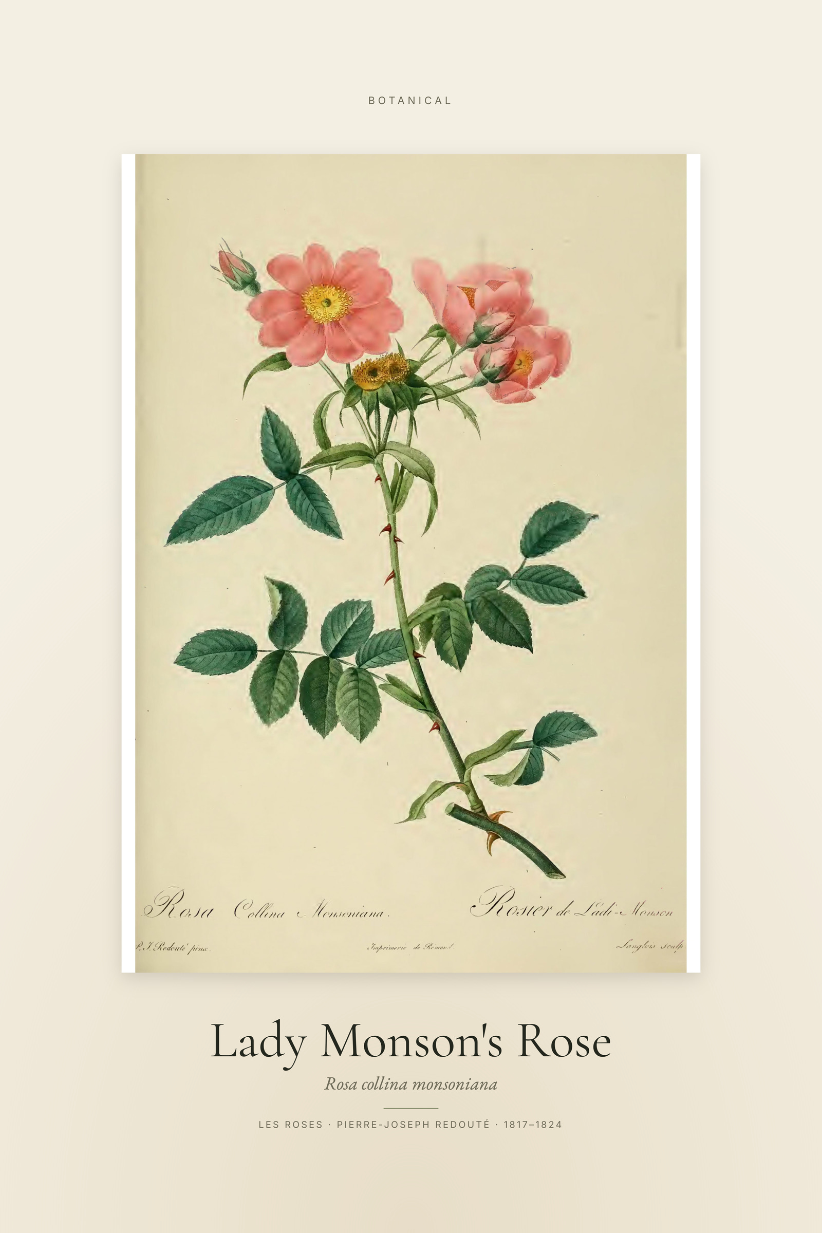 Lady Monson's Rose — Specimen