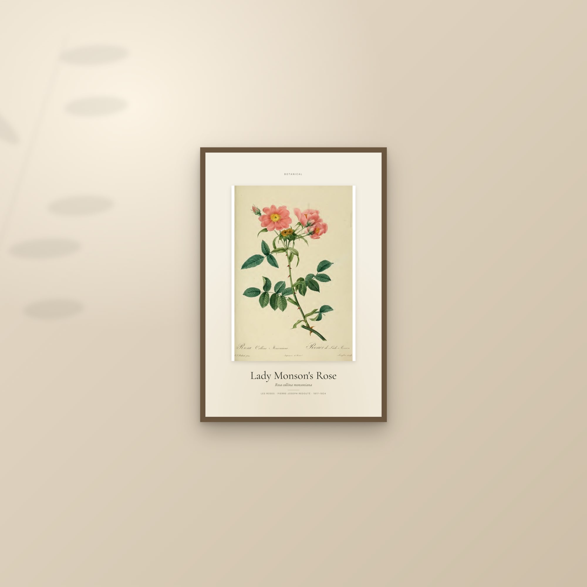 Lady Monson's Rose — Specimen — framed and styled on a sunlit wall