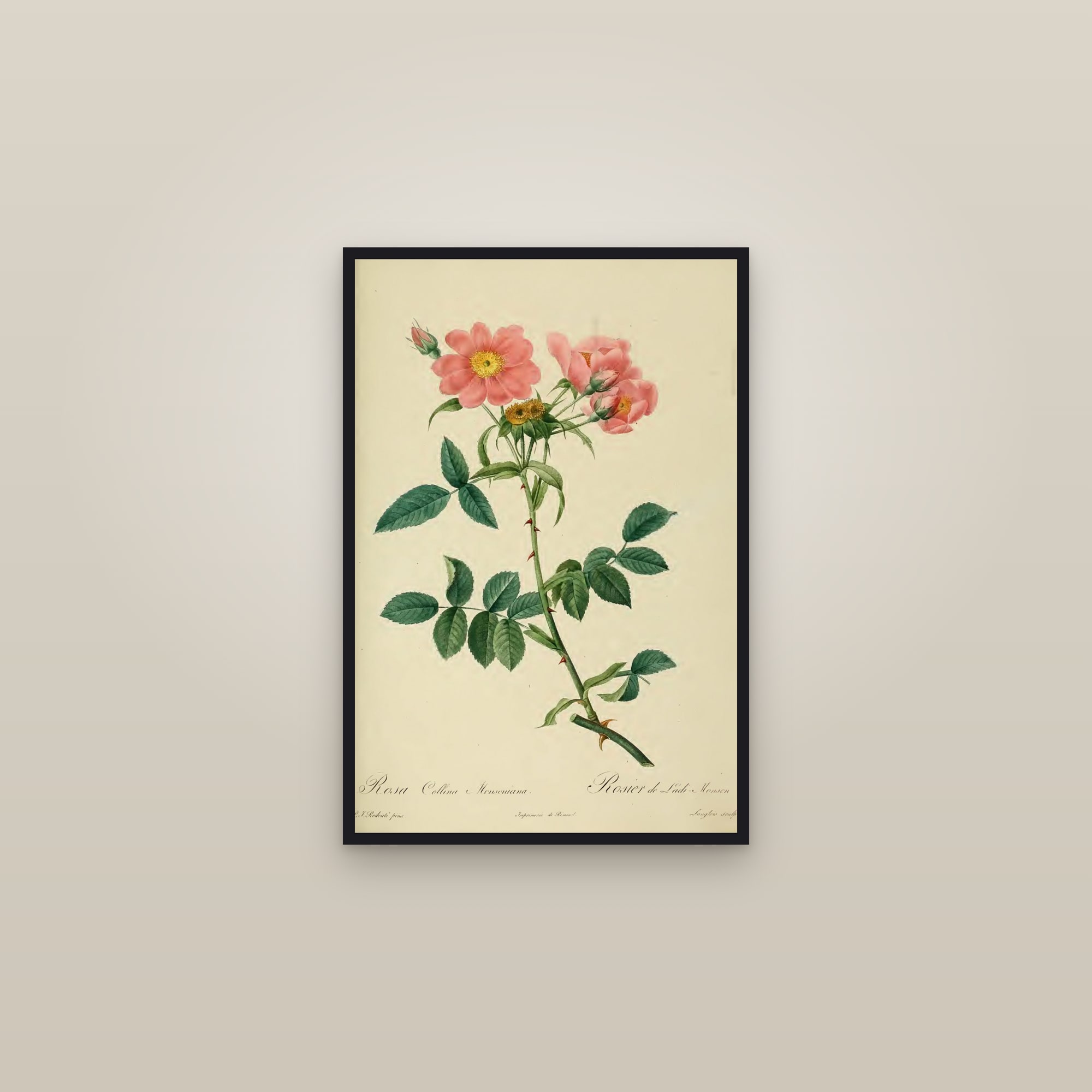 Lady Monson's Rose — framed in a gallery setting