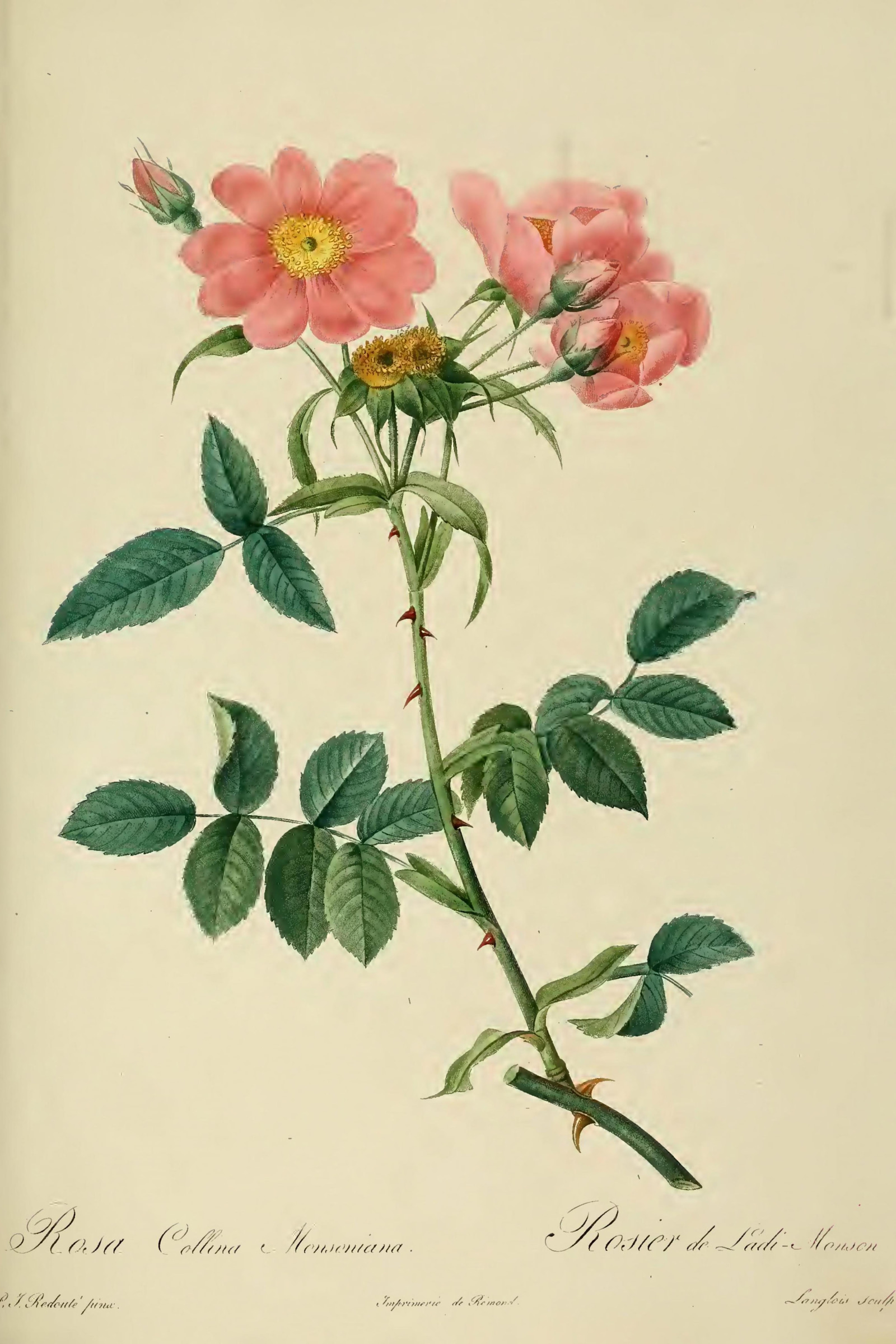Lady Monson's Rose