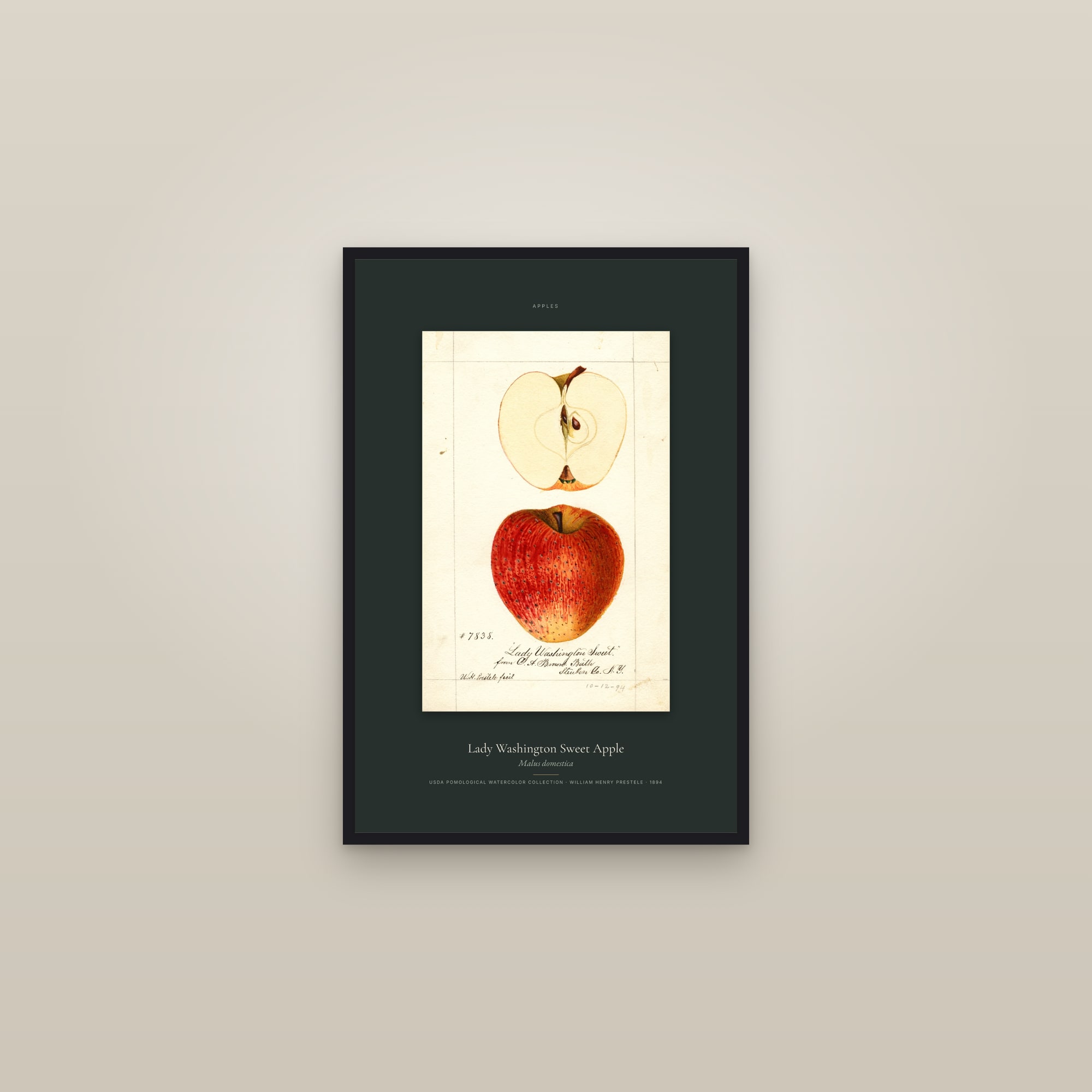 Lady Washington Sweet Apple — Specimen — framed in a gallery setting