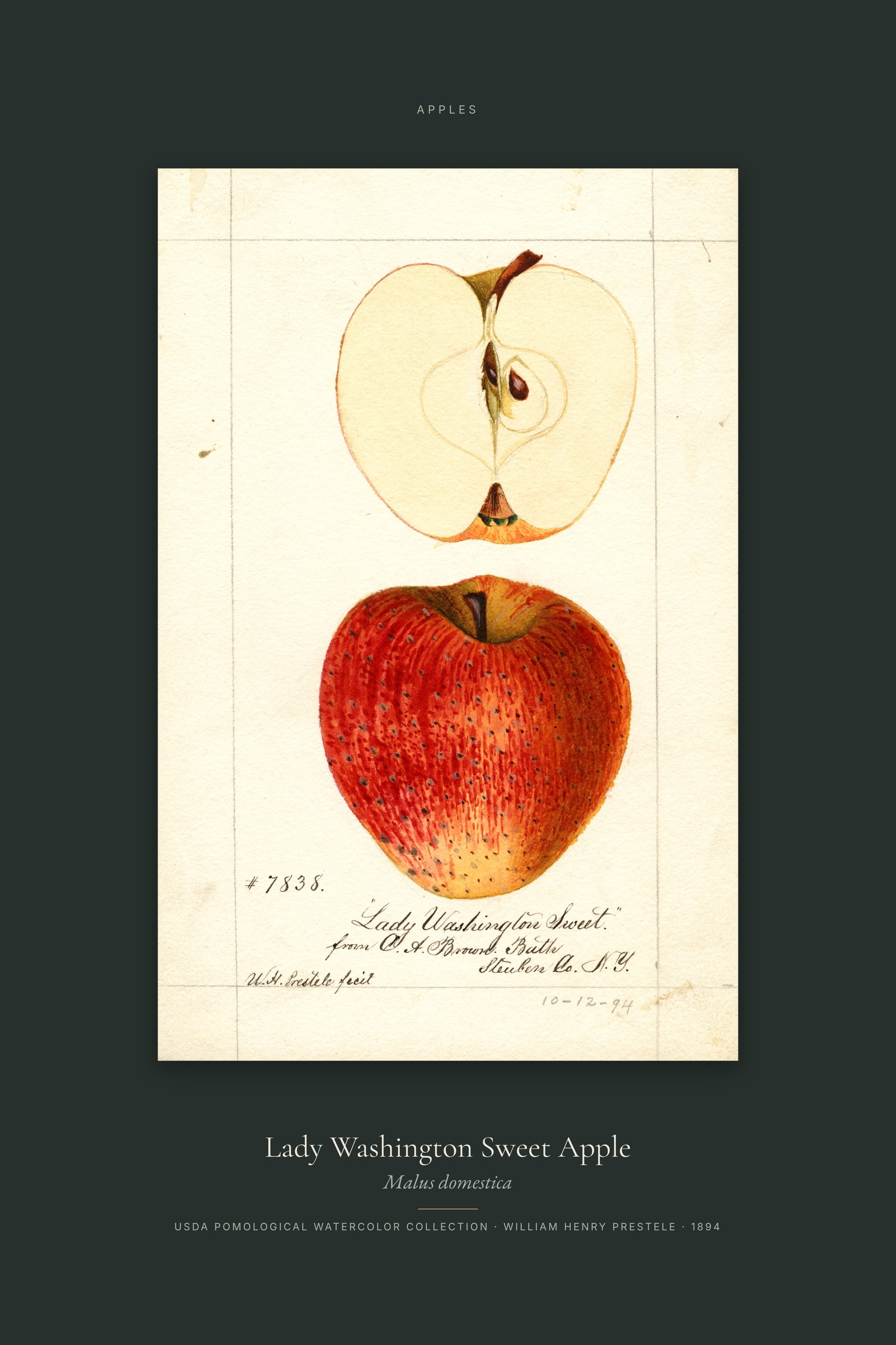 Lady Washington Sweet Apple — Specimen