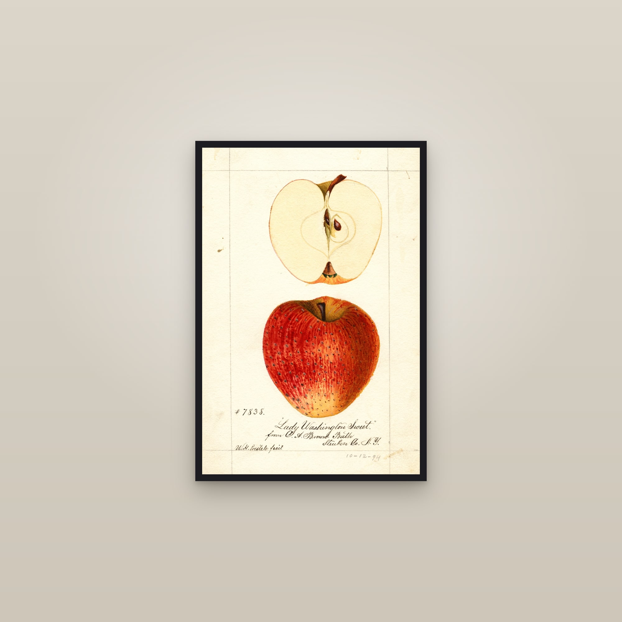 Lady Washington Sweet Apple — framed in a gallery setting