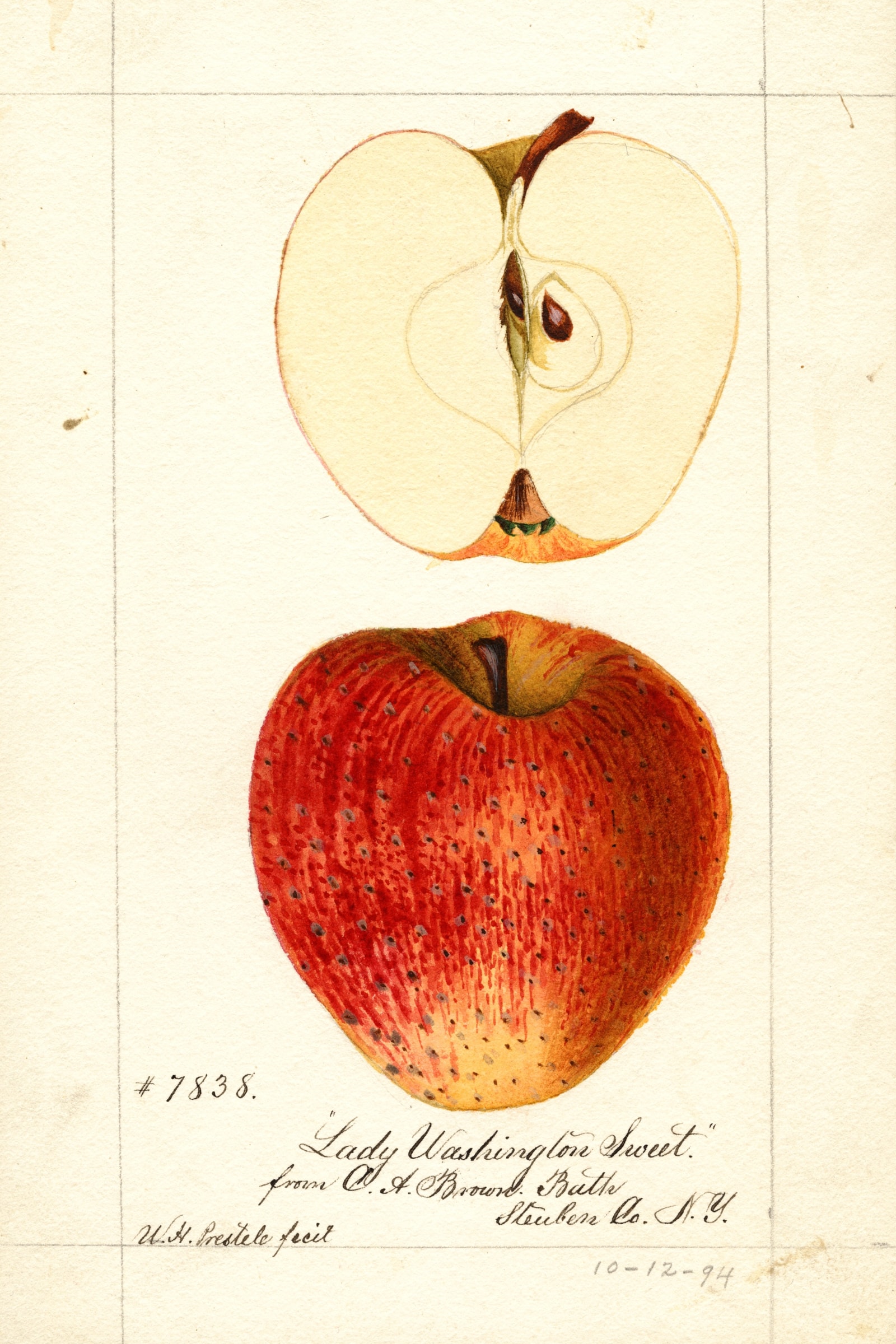 Lady Washington Sweet Apple