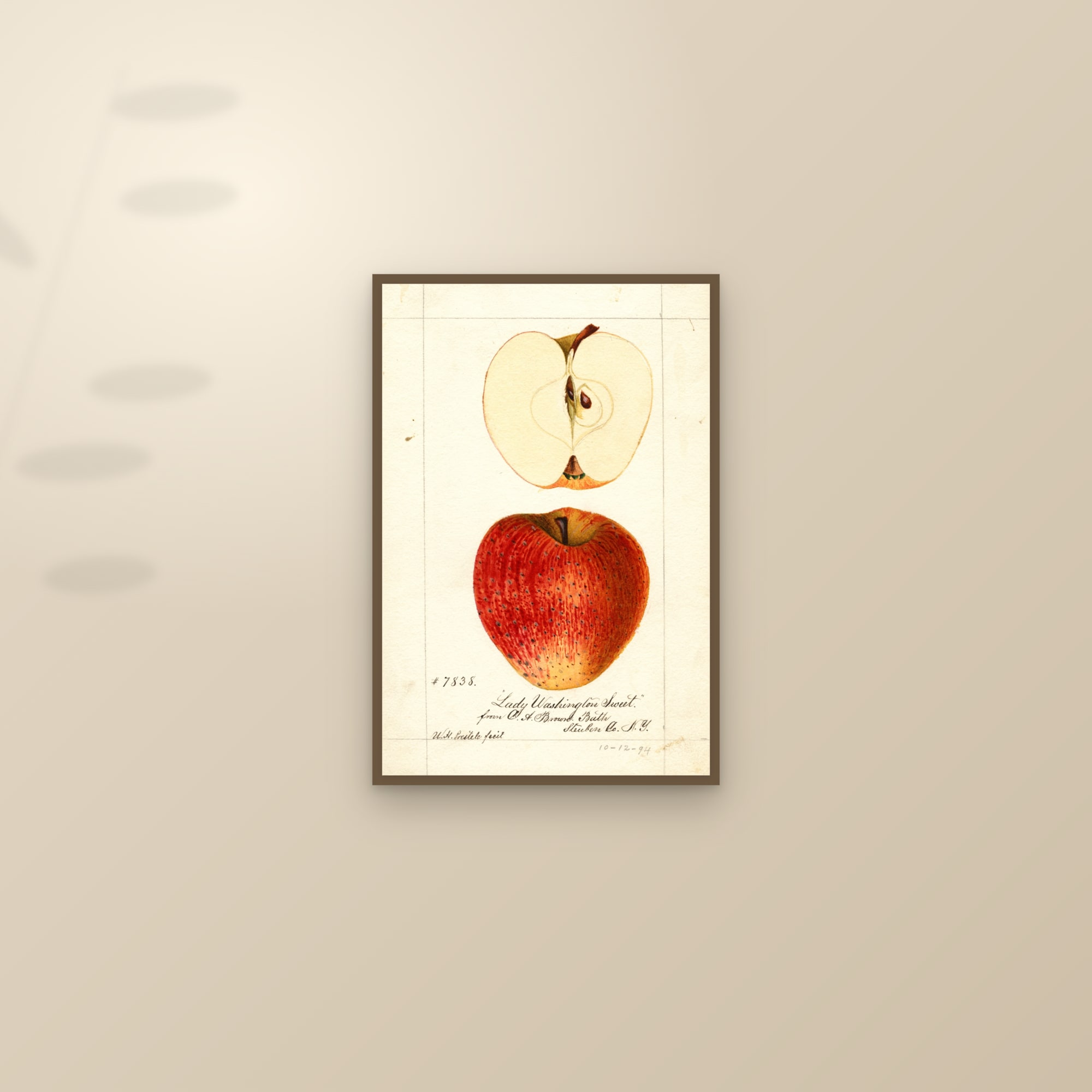 Lady Washington Sweet Apple — framed and styled on a sunlit wall