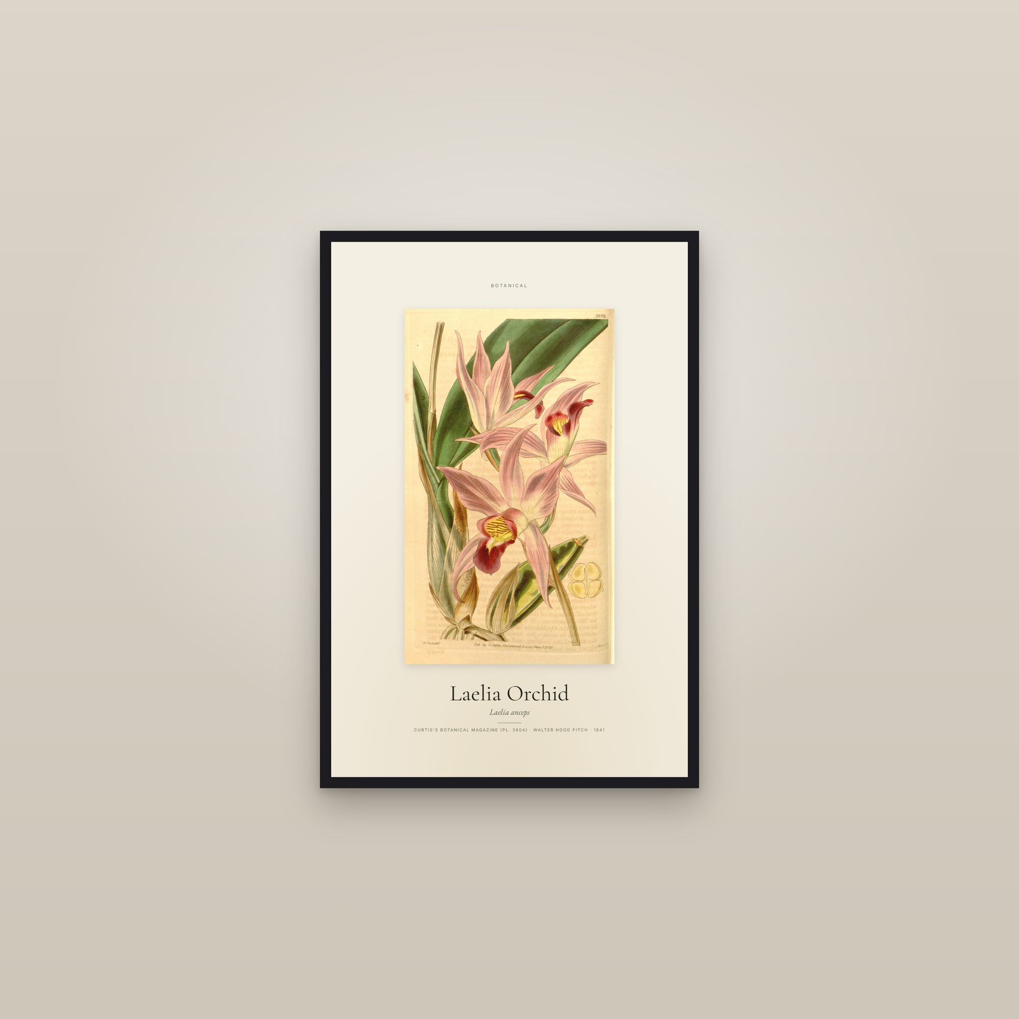 Laelia Orchid — Specimen — framed in a gallery setting