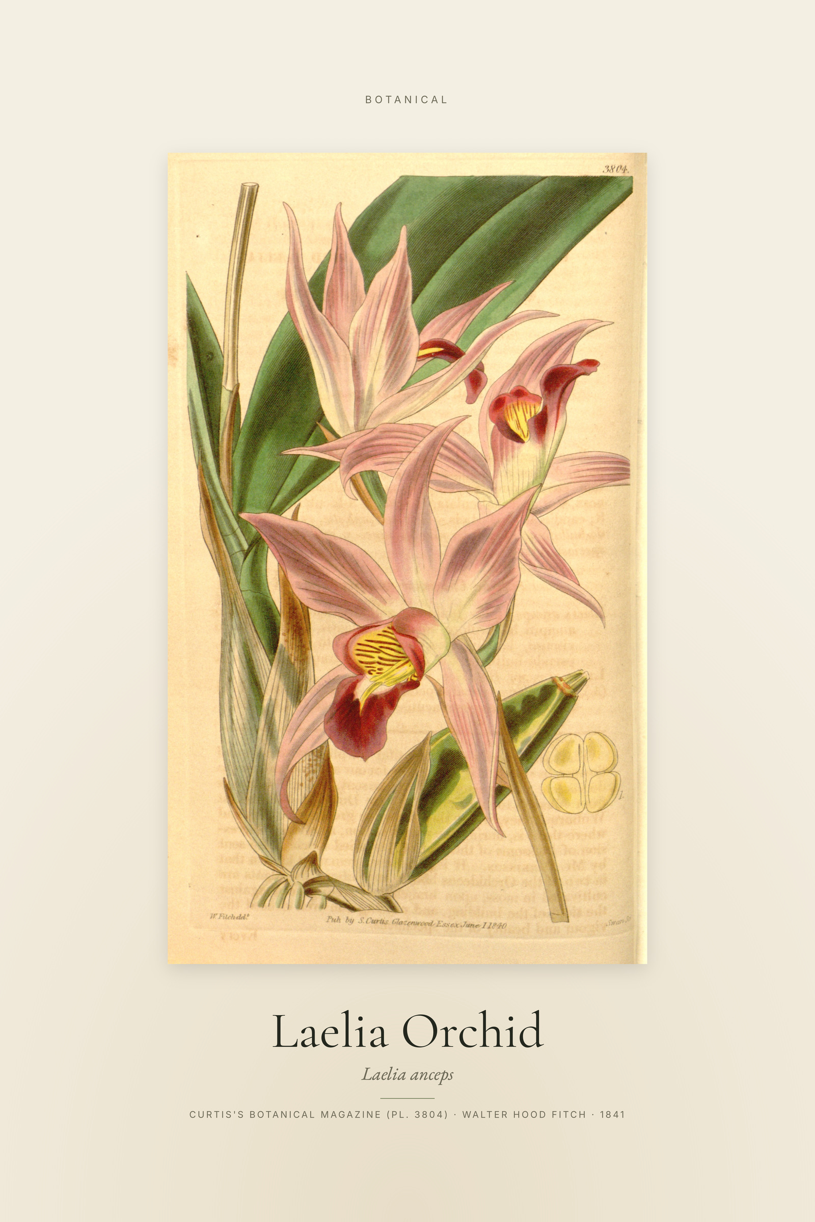 Laelia Orchid — Specimen