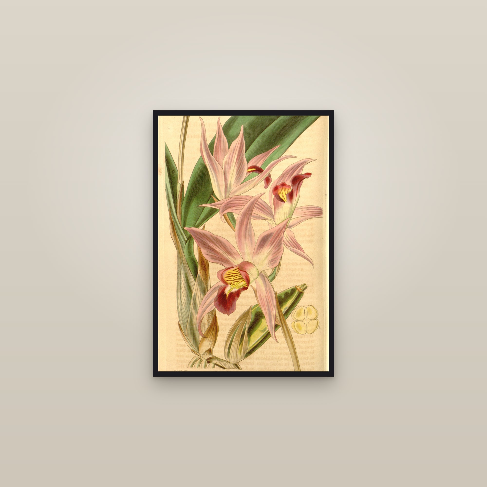 Laelia Orchid — framed in a gallery setting