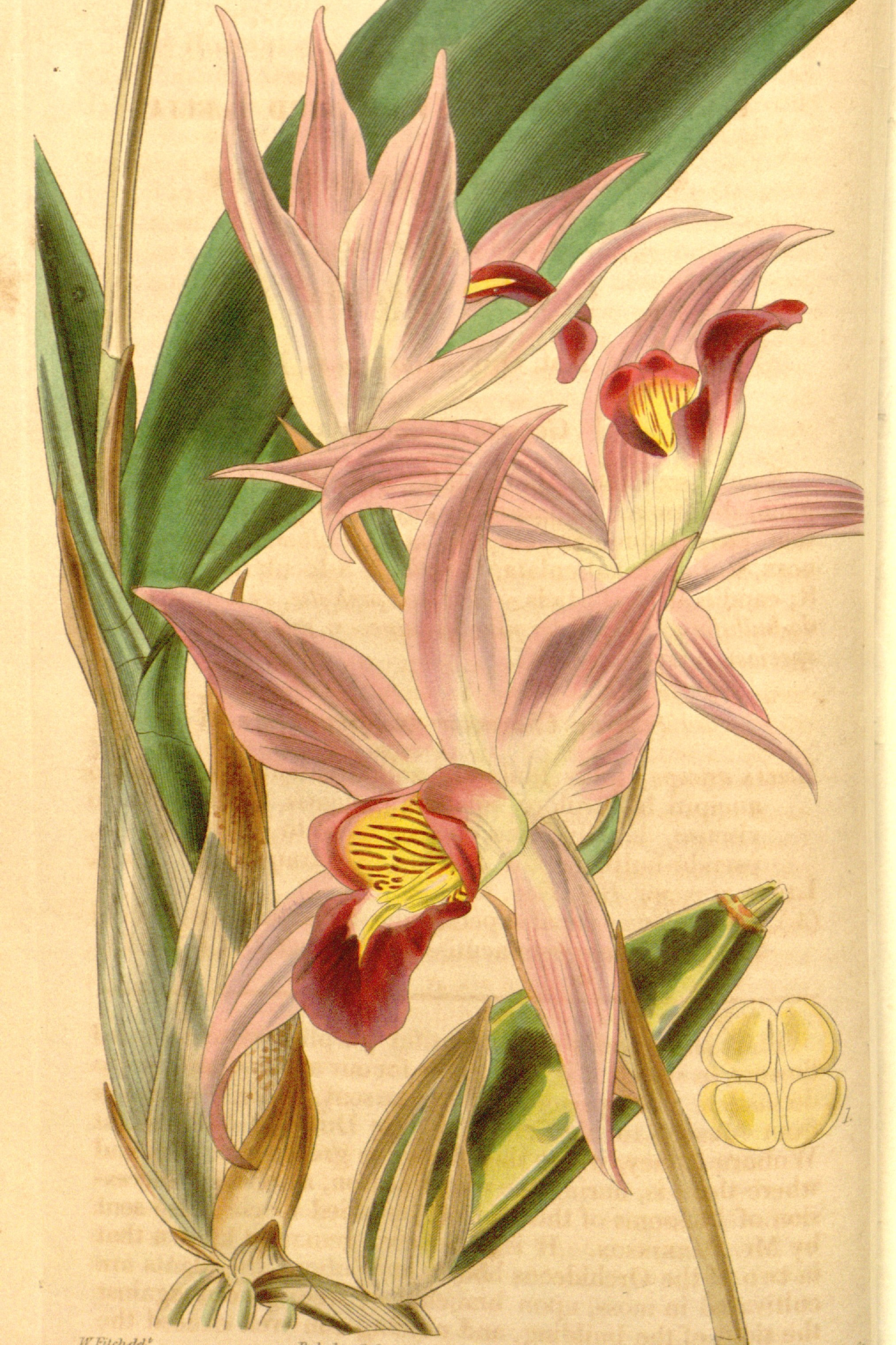 Laelia Orchid