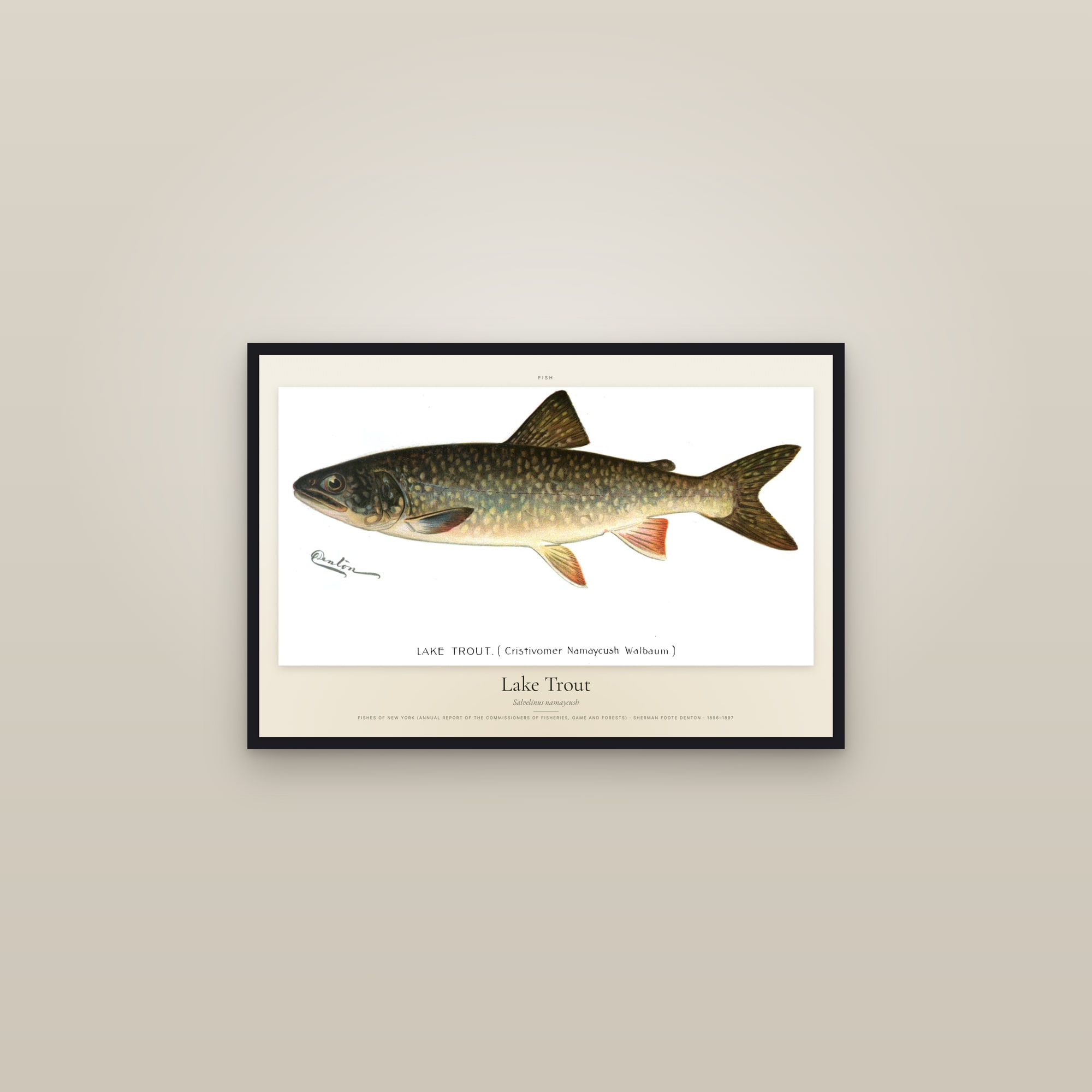 Lake Trout — framed in a gallery setting