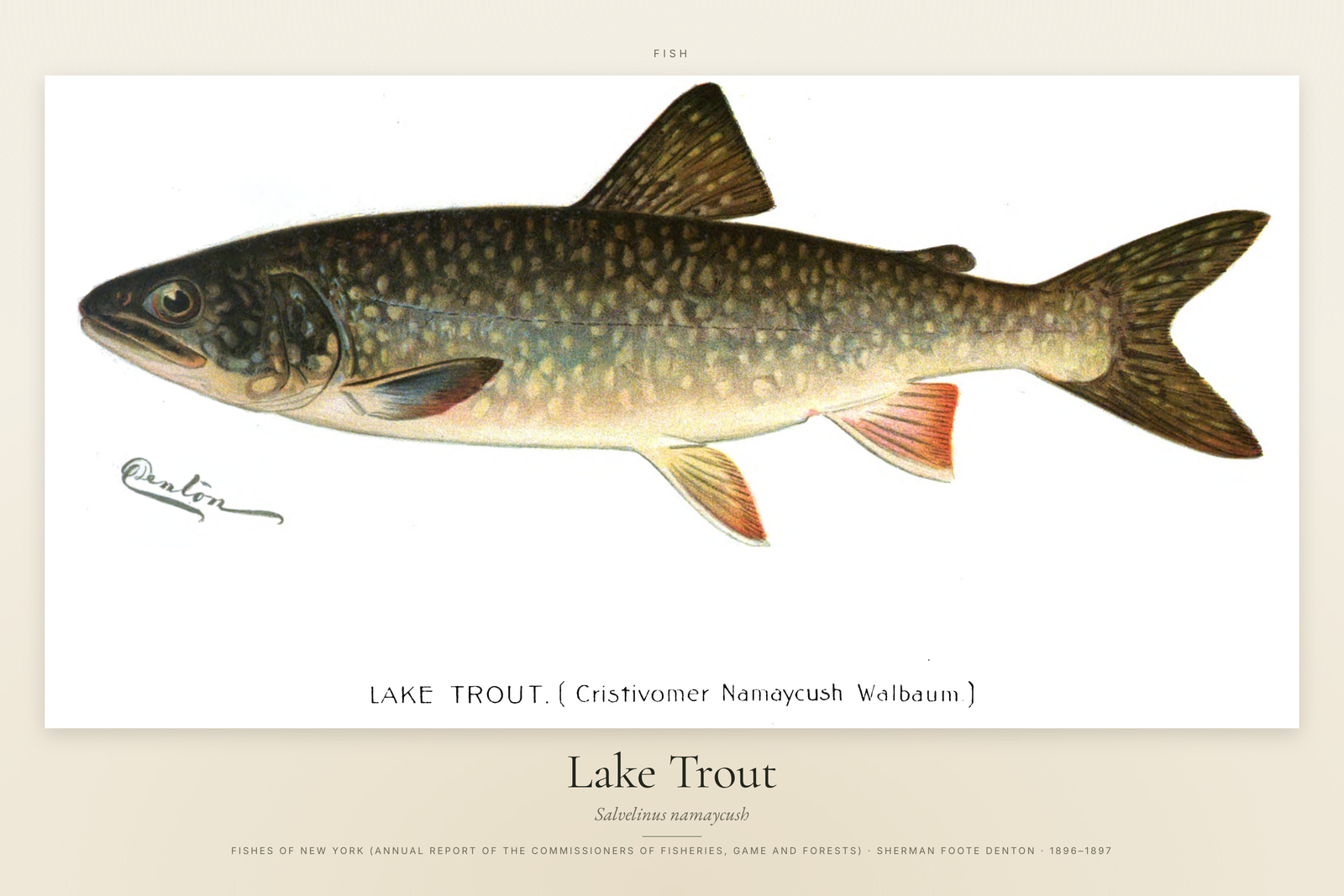 Lake Trout