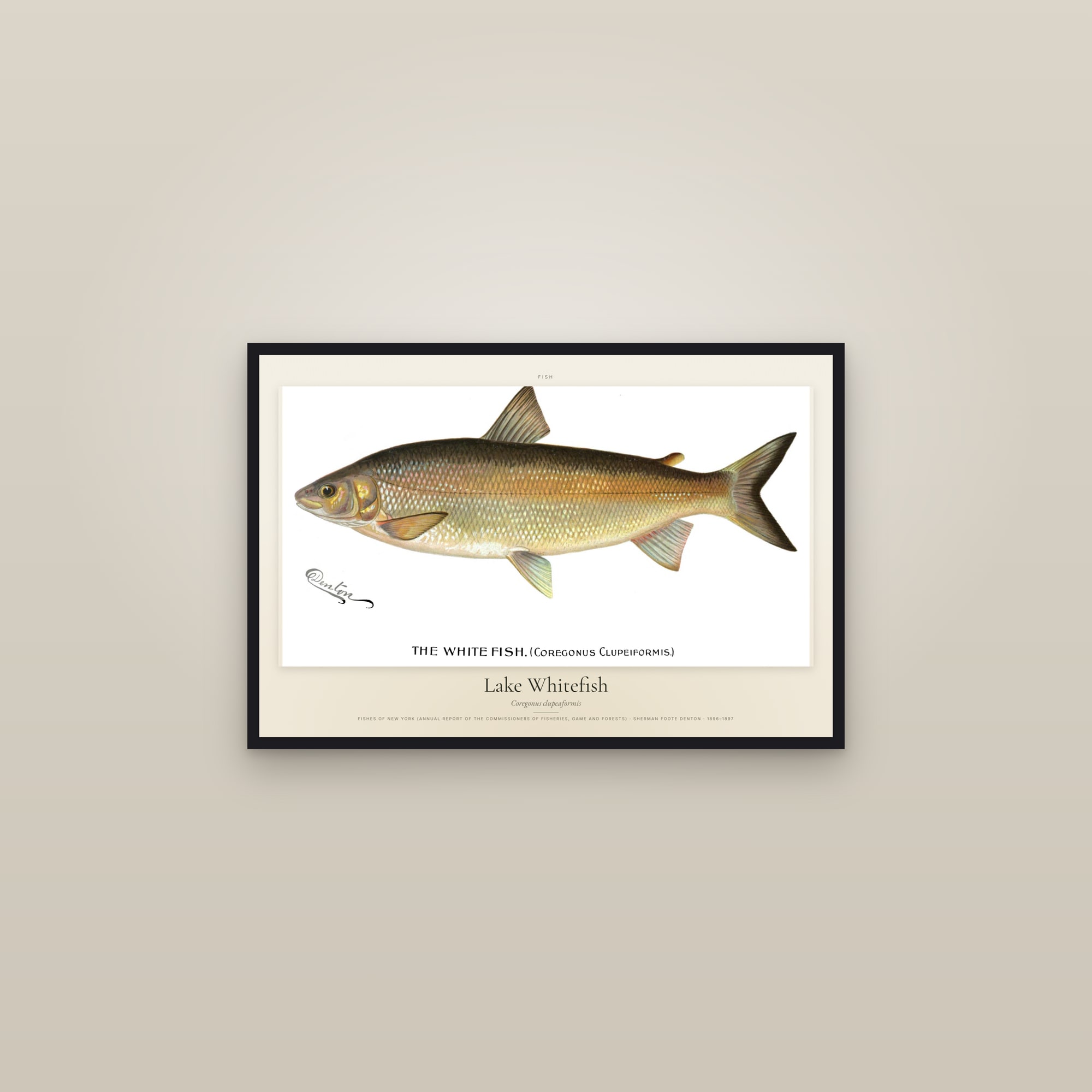 Lake Whitefish — framed in a gallery setting