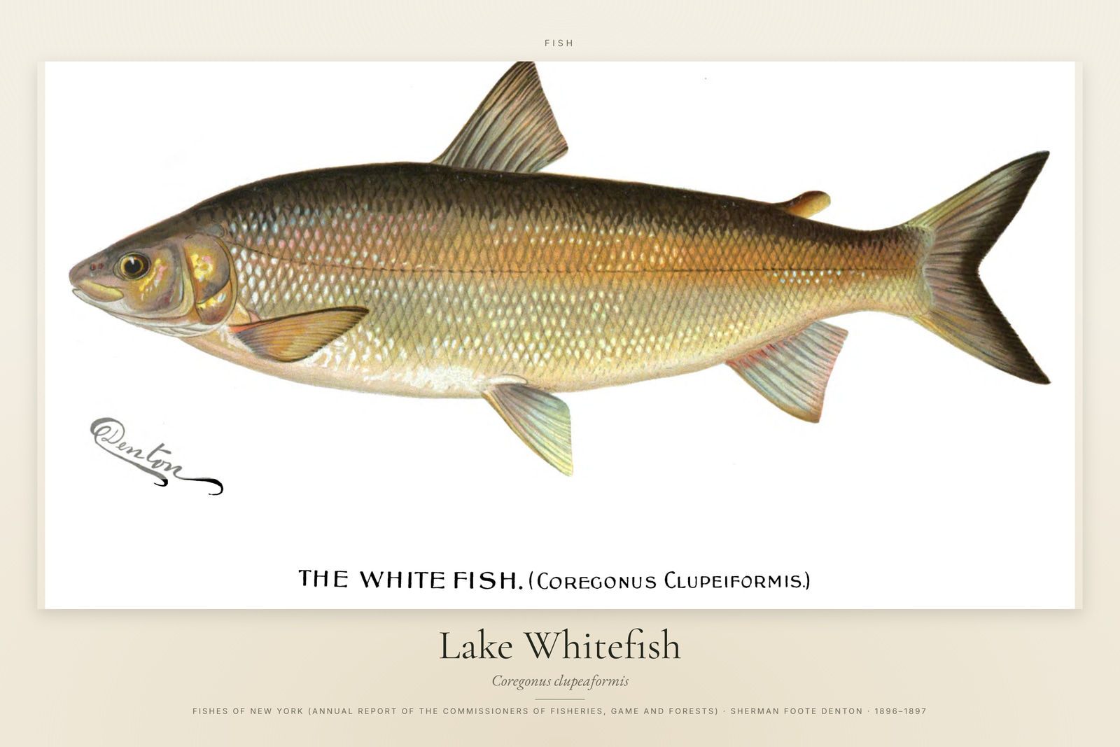 Lake Whitefish