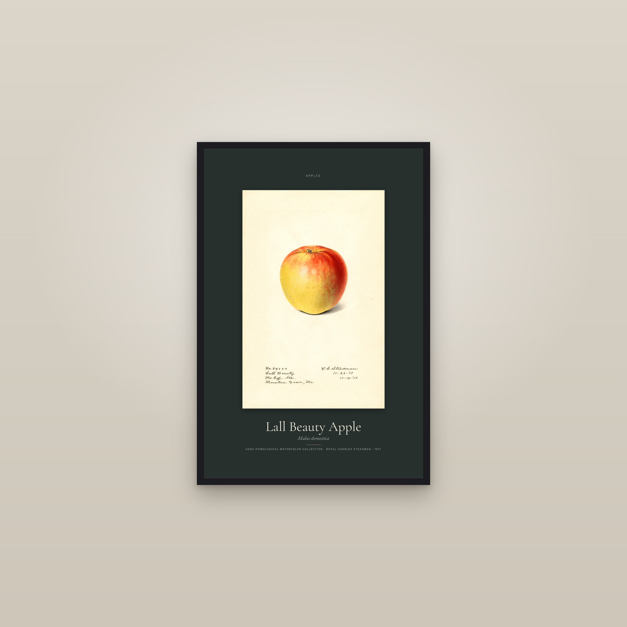 Lall Beauty Apple — Specimen — framed in a gallery setting