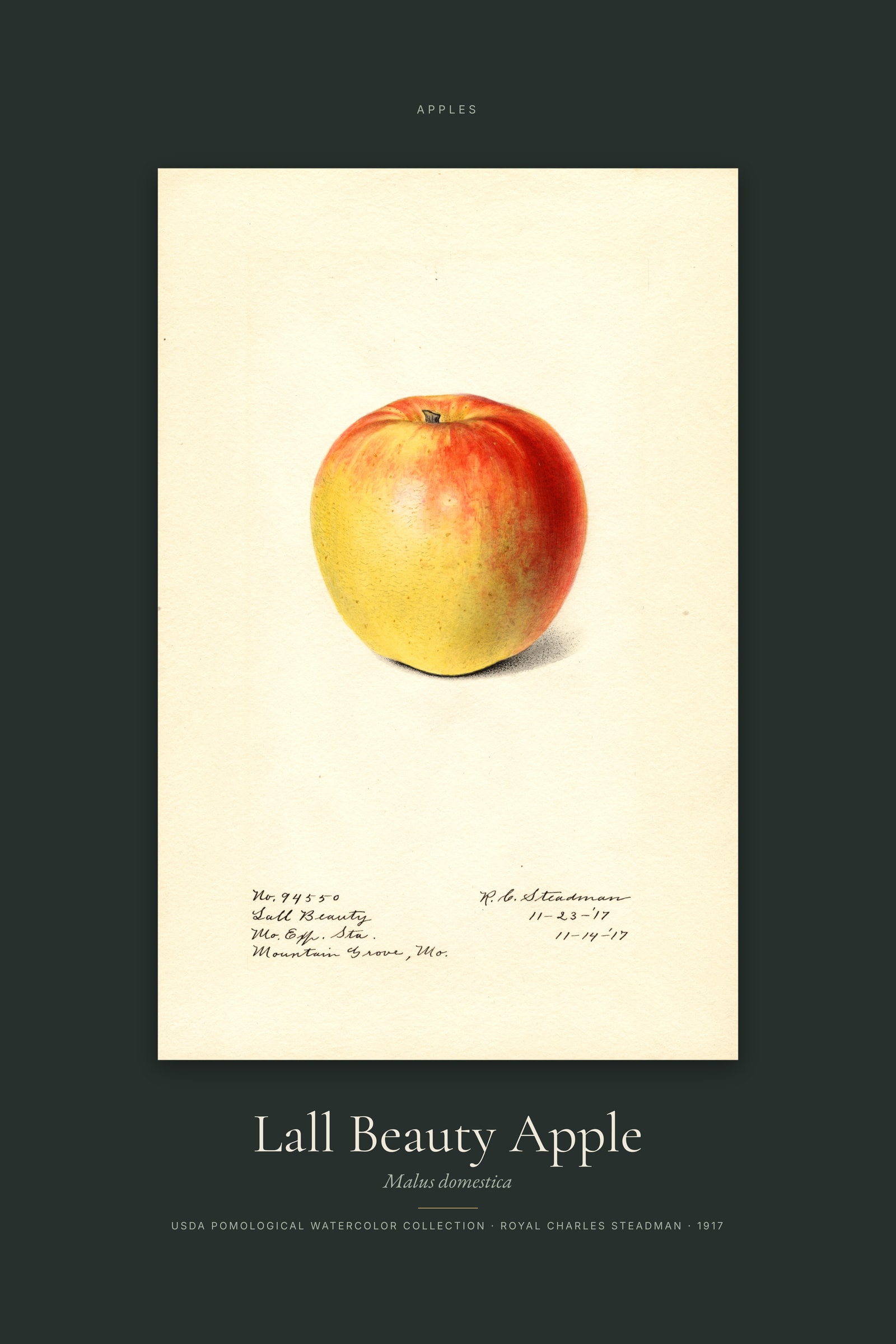 Lall Beauty Apple — Specimen