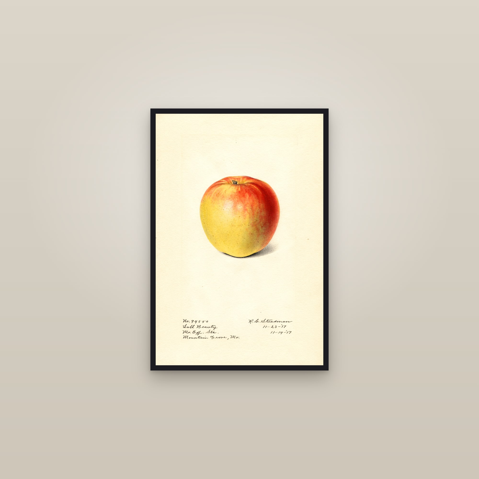 Lall Beauty Apple — framed in a gallery setting