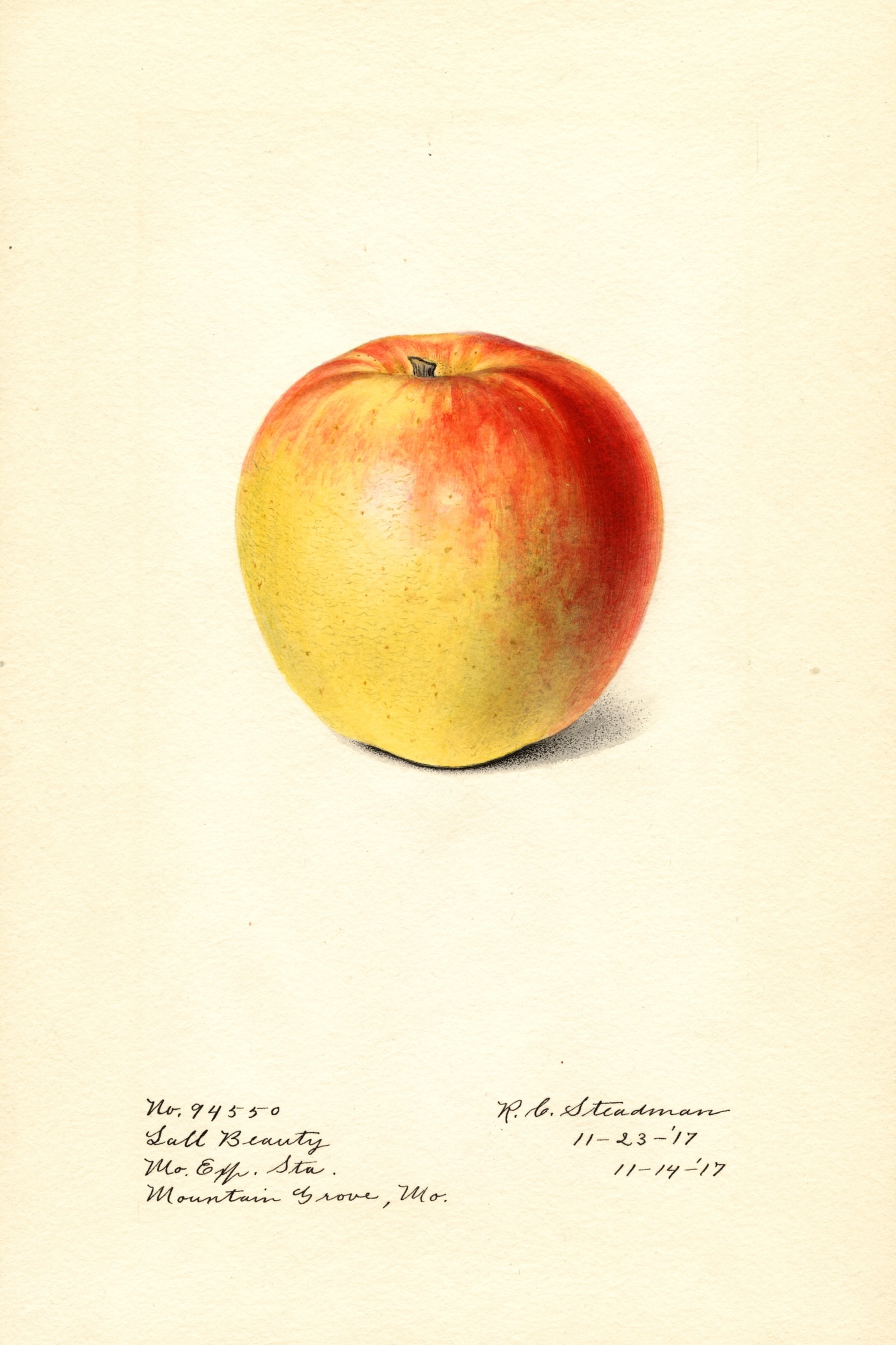 Lall Beauty Apple