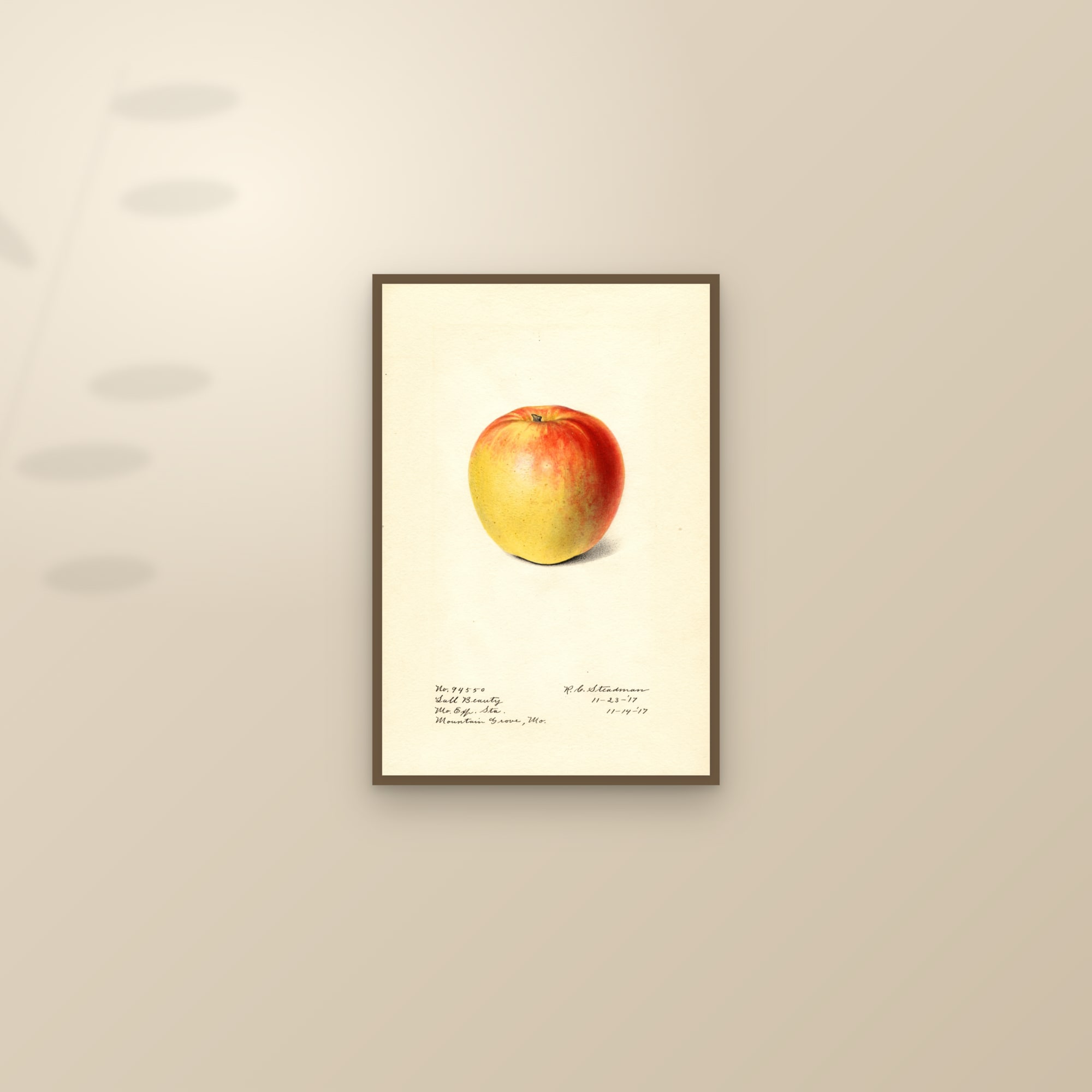 Lall Beauty Apple — framed and styled on a sunlit wall