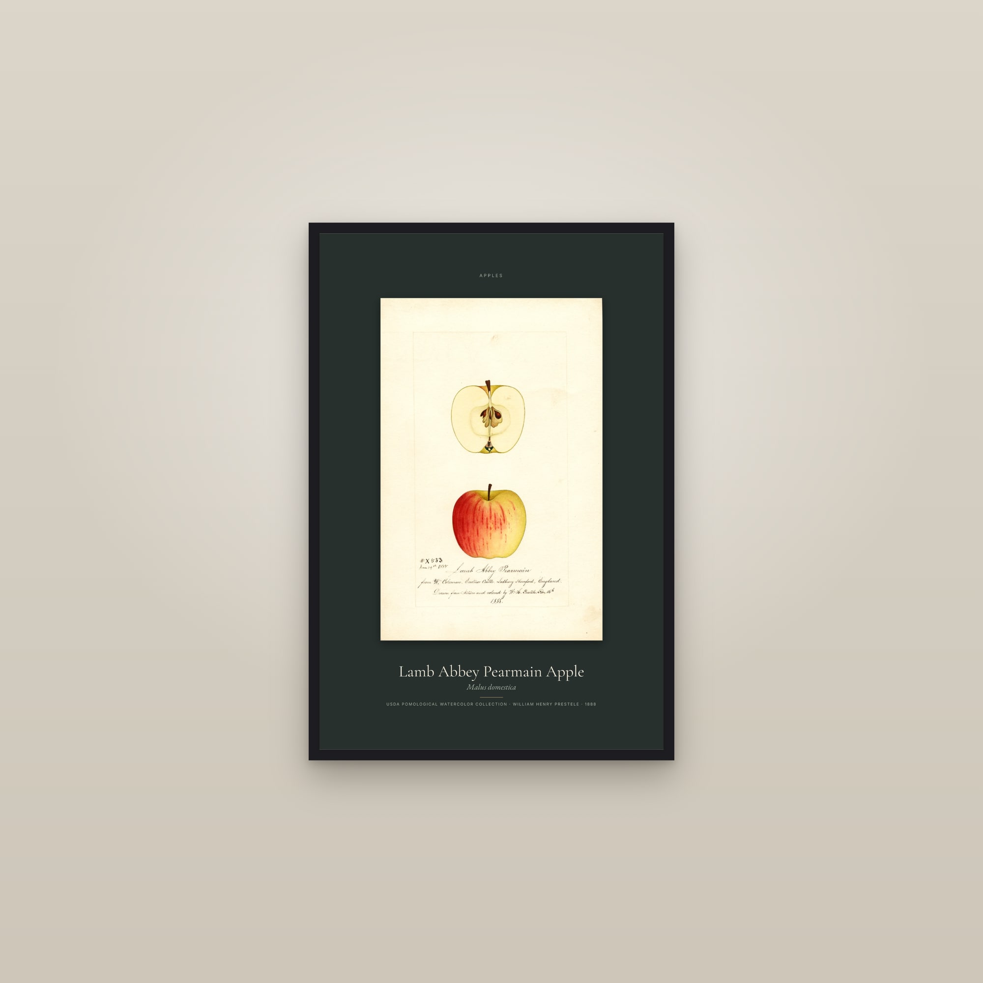 Lamb Abbey Pearmain Apple — Specimen — framed in a gallery setting