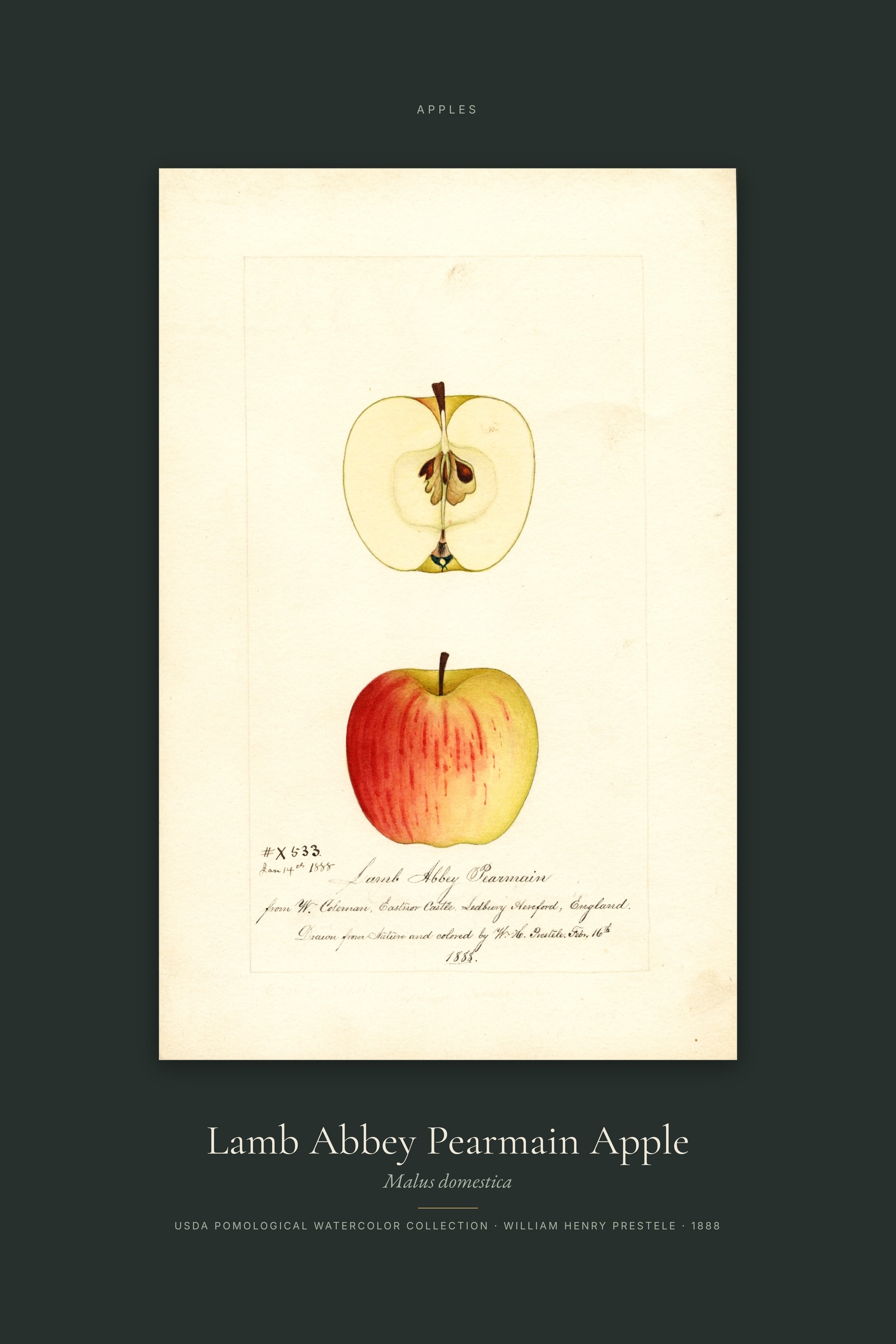 Lamb Abbey Pearmain Apple — Specimen