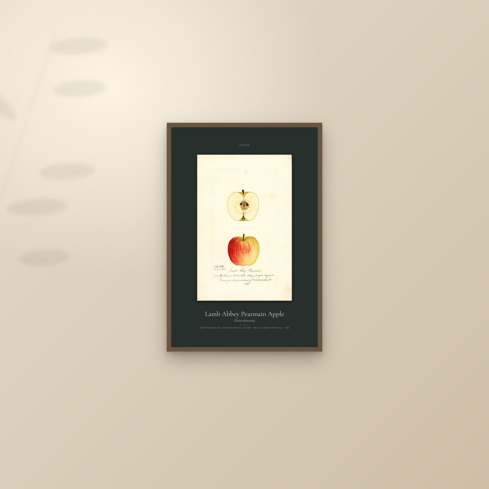 Lamb Abbey Pearmain Apple — Specimen — framed and styled on a sunlit wall