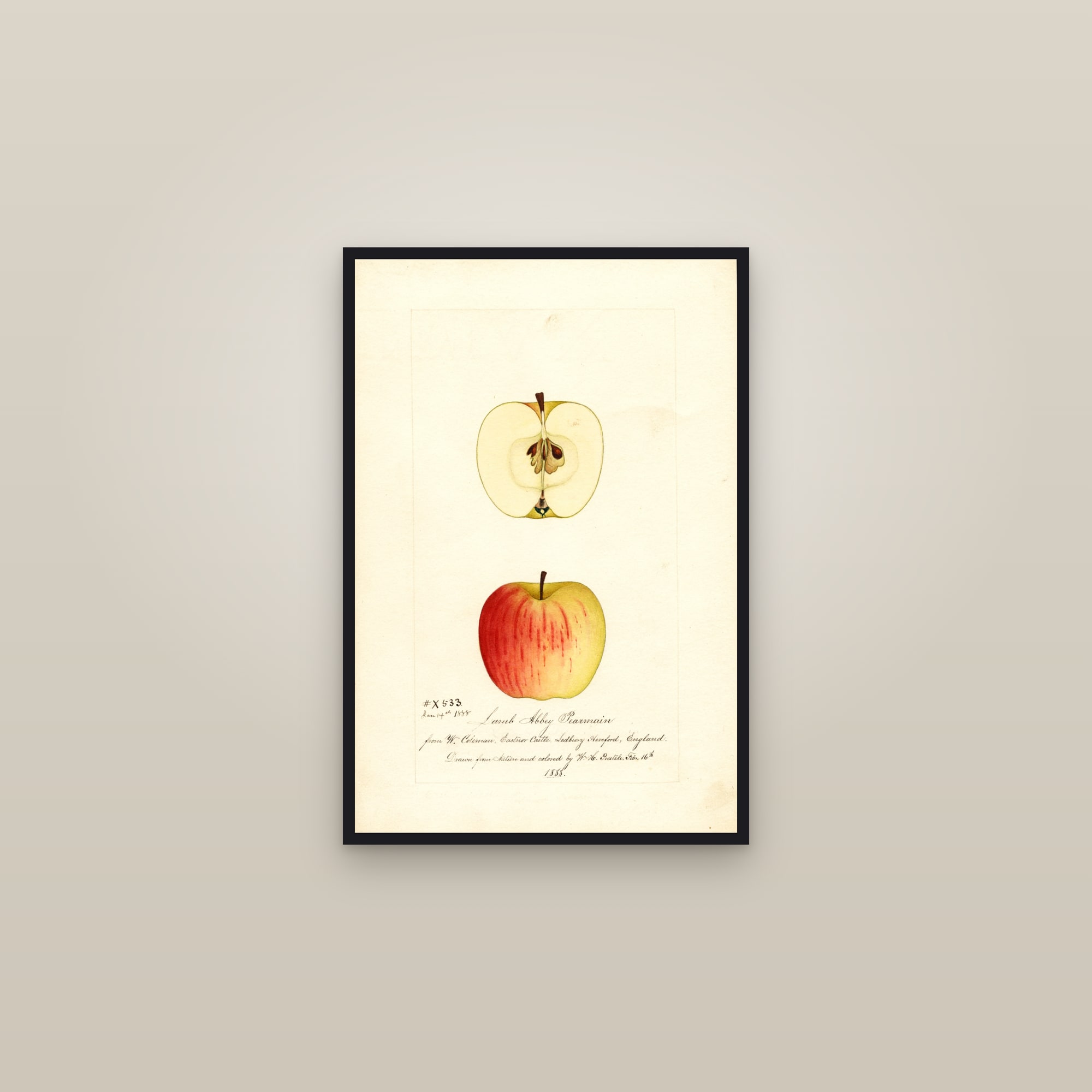 Lamb Abbey Pearmain Apple — framed in a gallery setting
