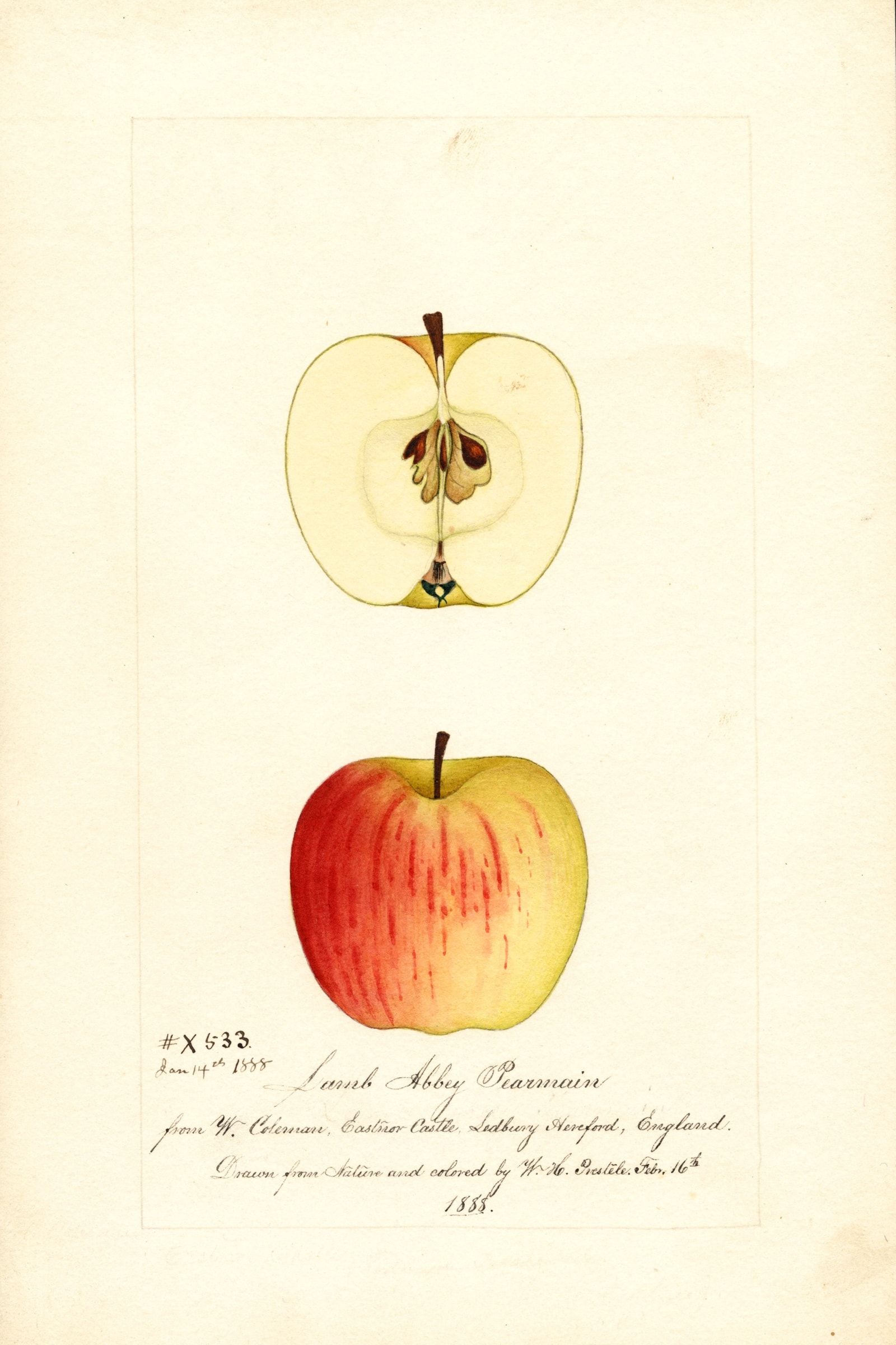 Lamb Abbey Pearmain Apple