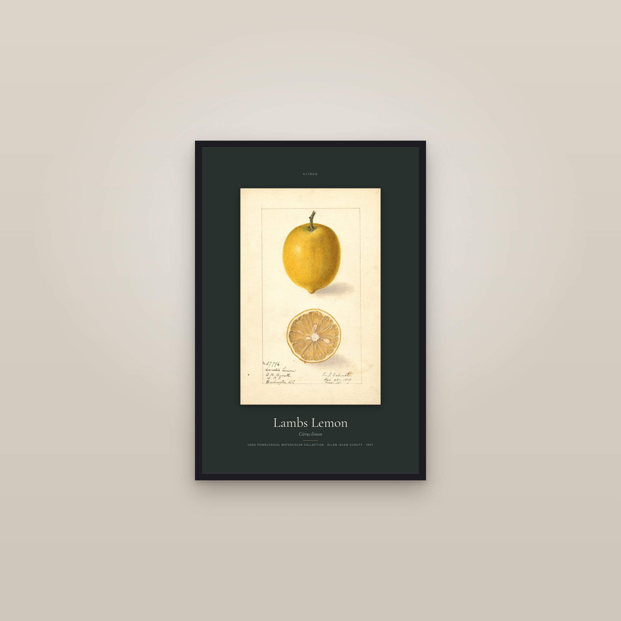Lambs Lemon — Specimen — framed in a gallery setting