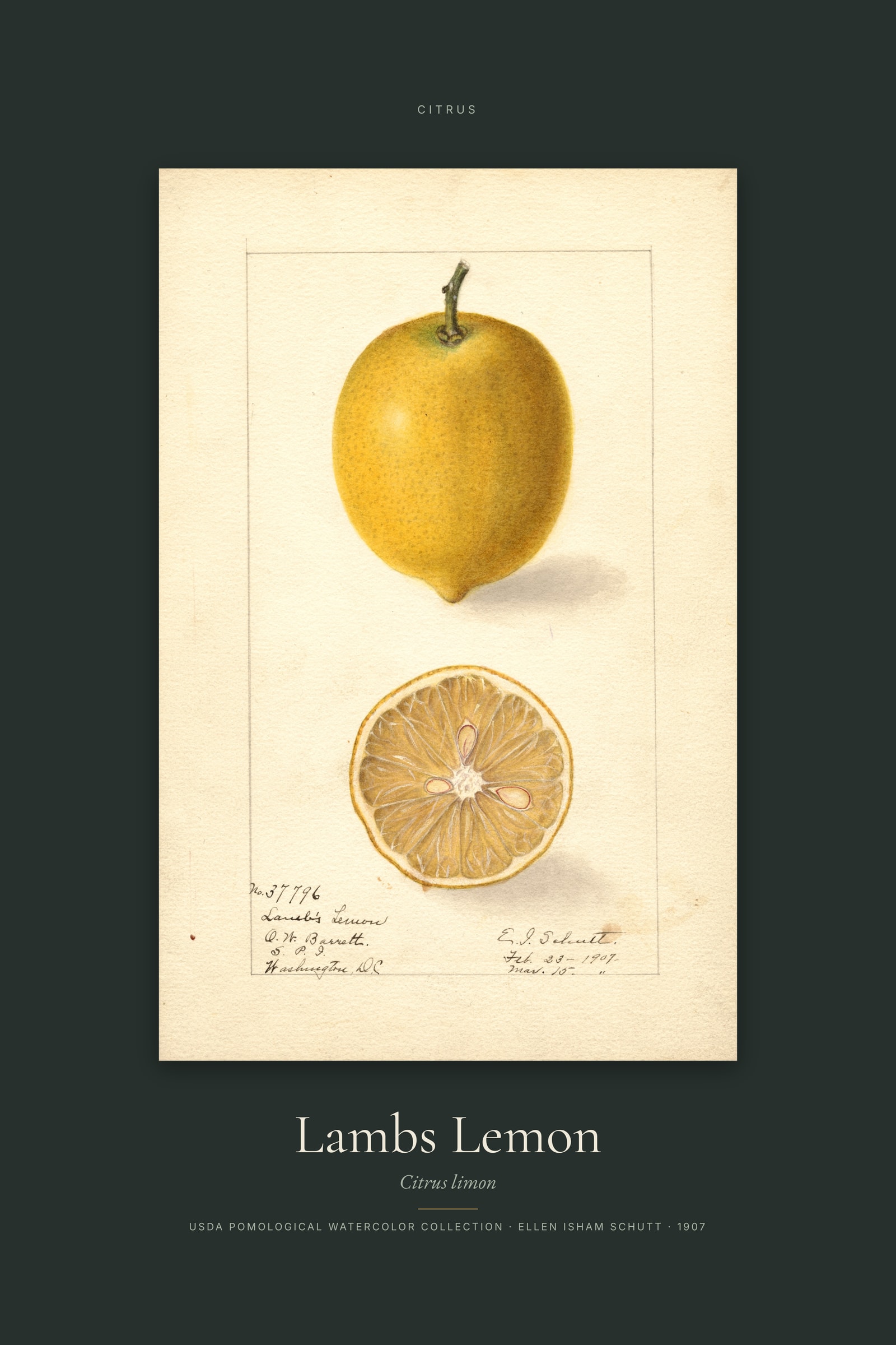Lambs Lemon — Specimen