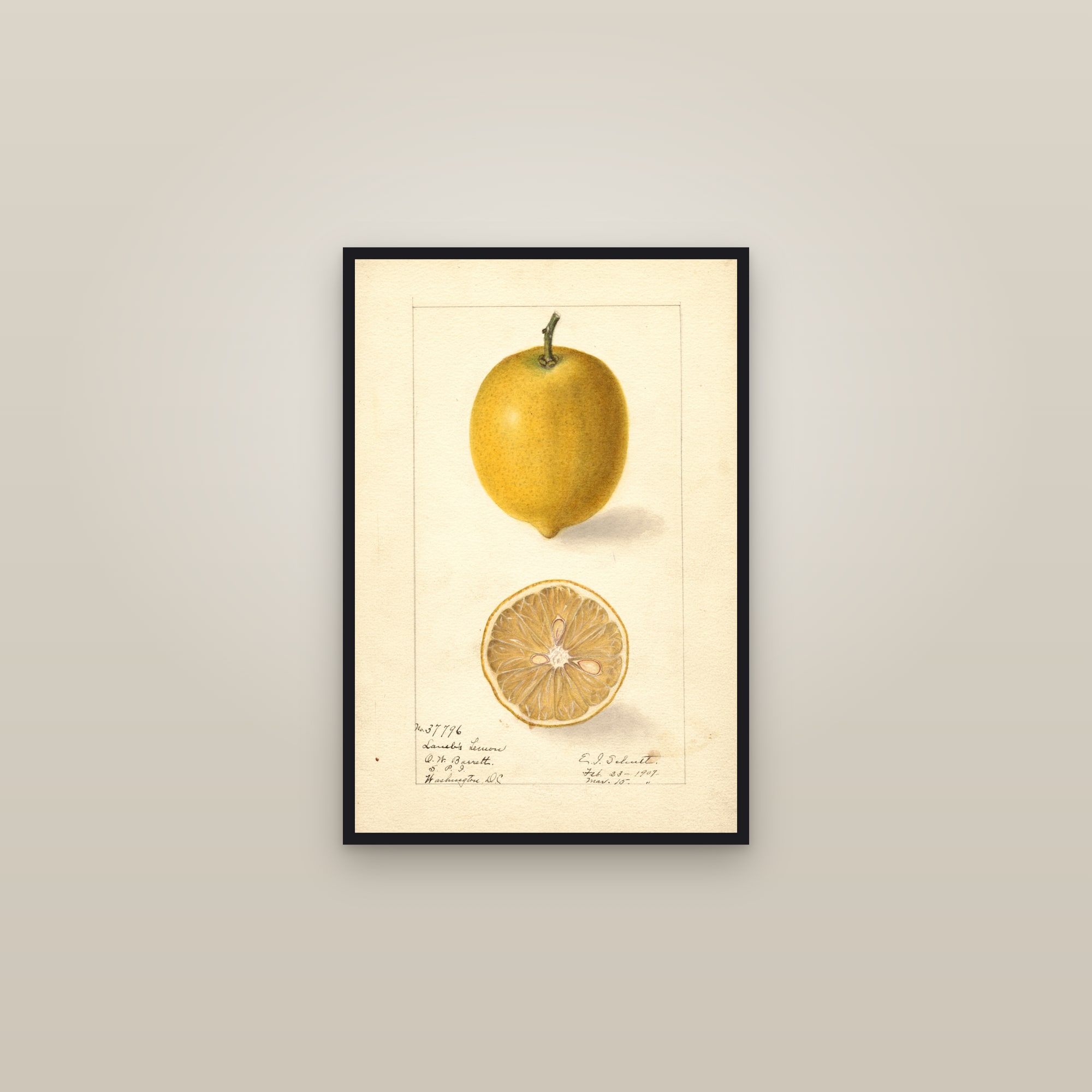 Lambs Lemon — framed in a gallery setting