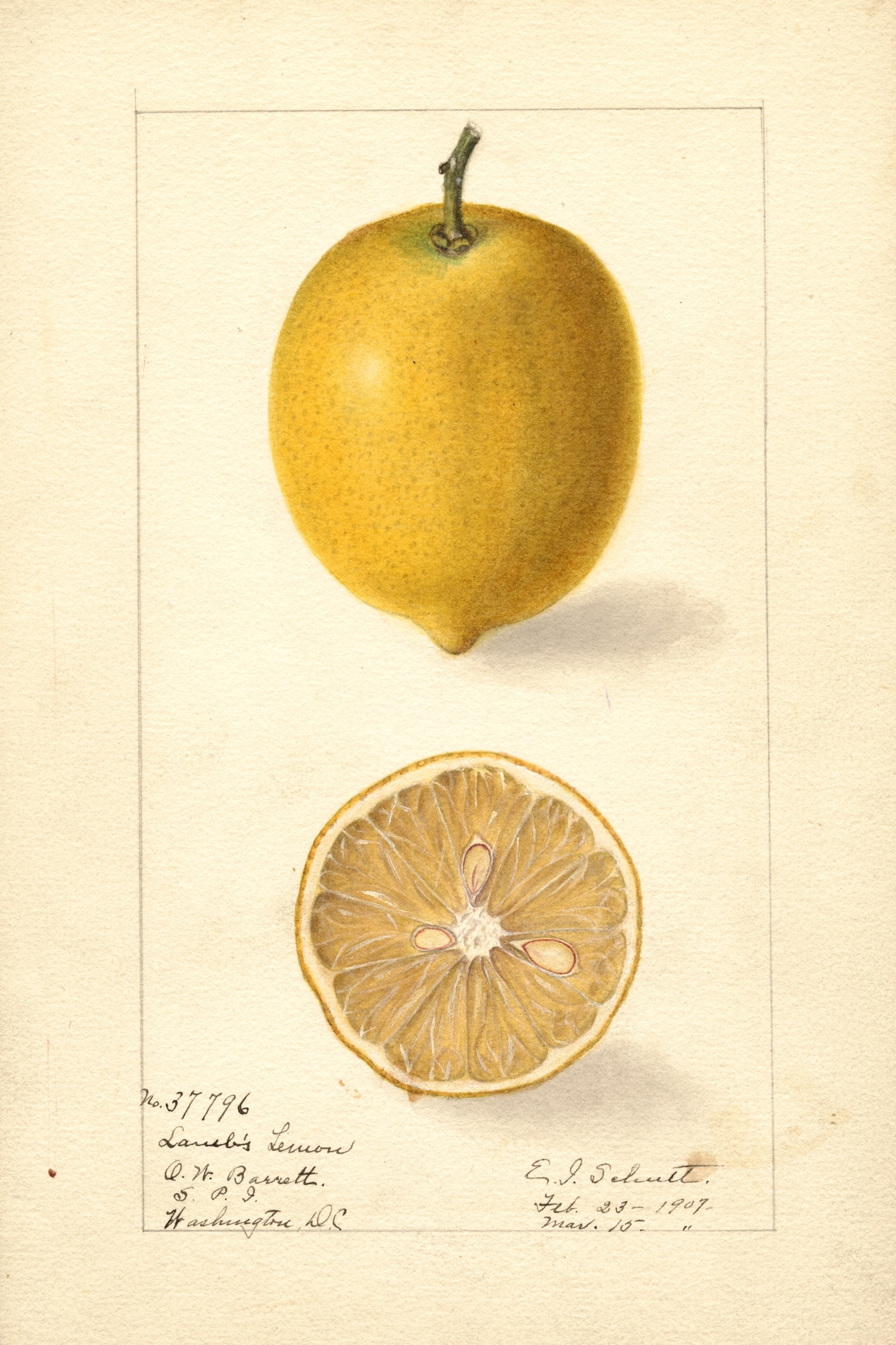 Lambs Lemon