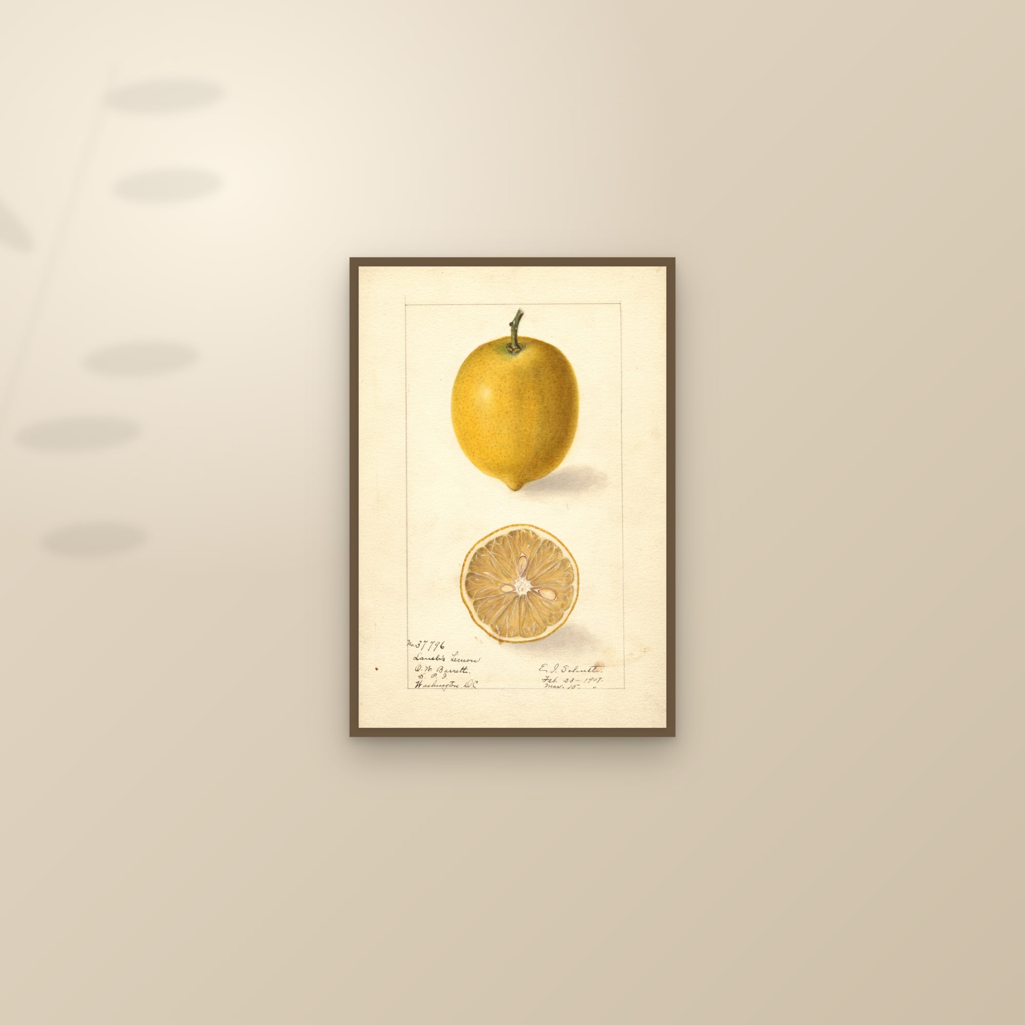 Lambs Lemon — framed and styled on a sunlit wall