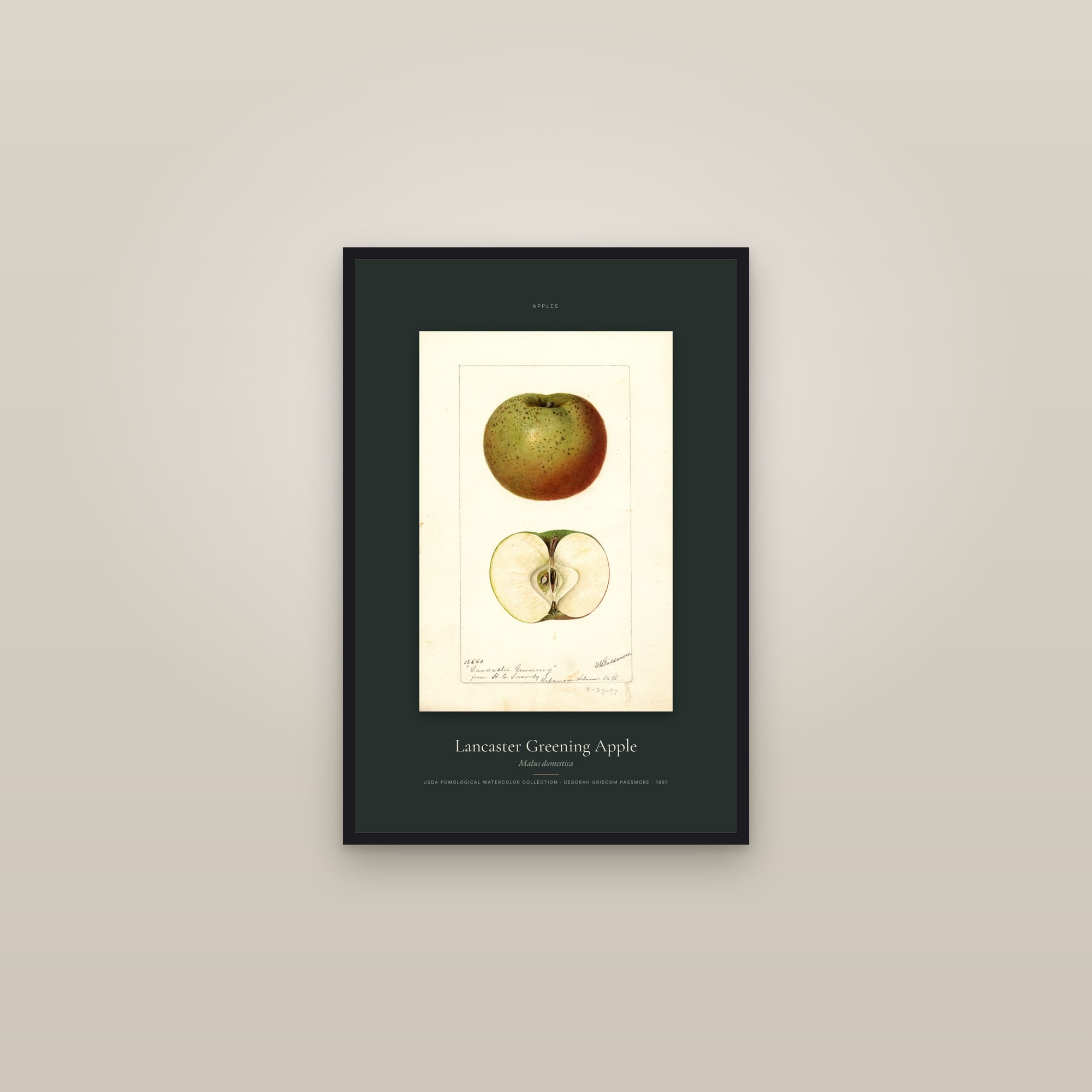 Lancaster Greening Apple — Specimen — framed in a gallery setting
