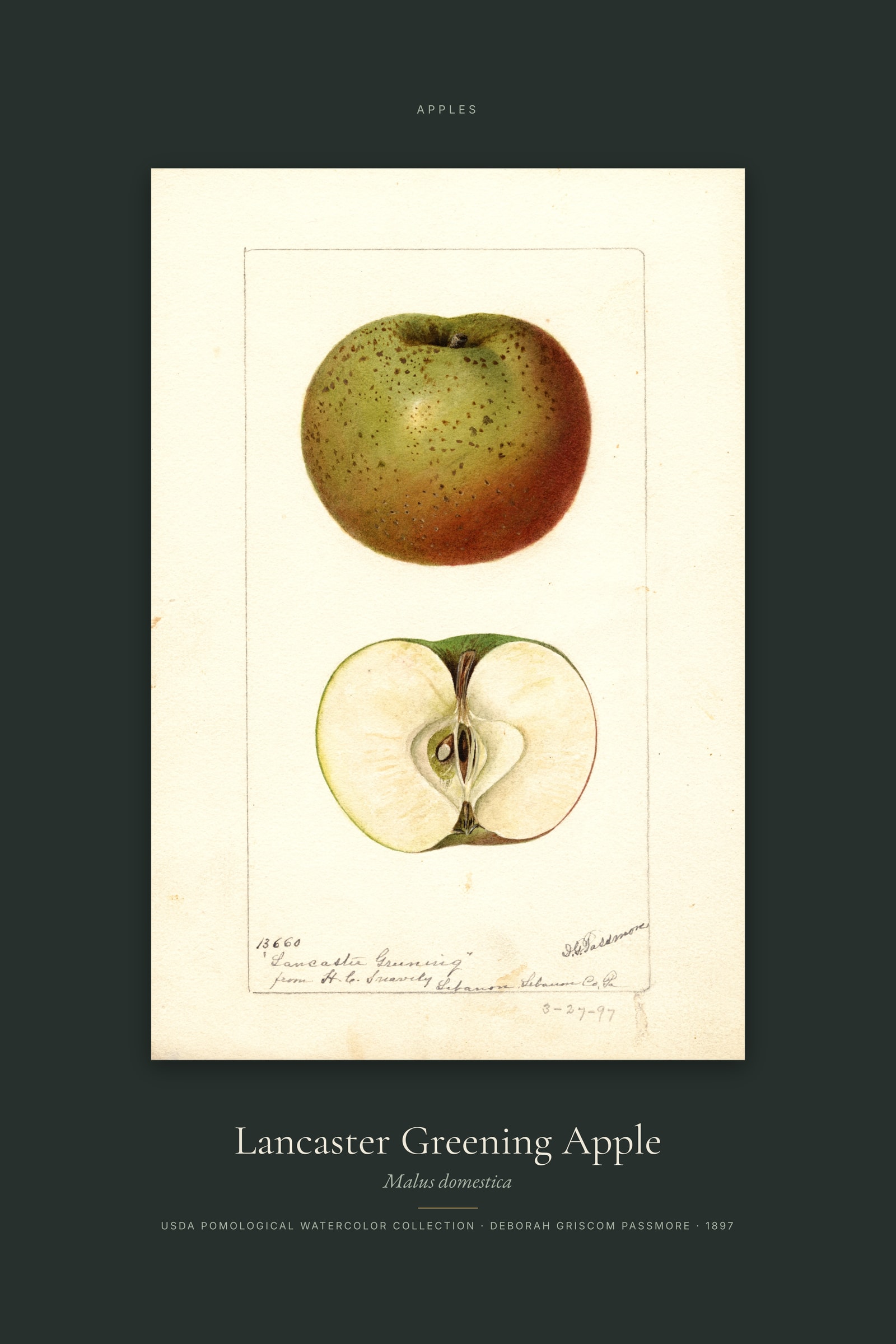 Lancaster Greening Apple — Specimen