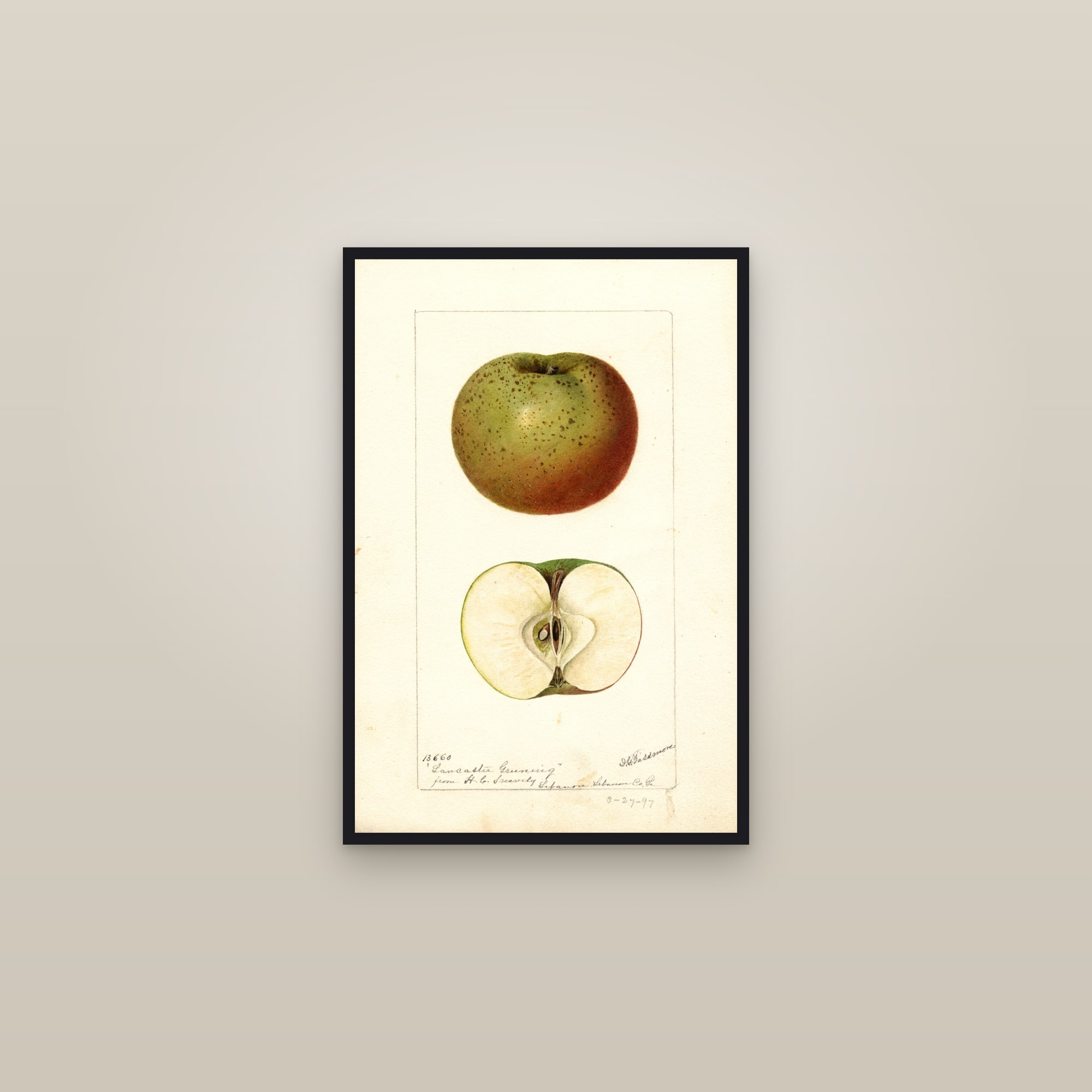 Lancaster Greening Apple — framed in a gallery setting