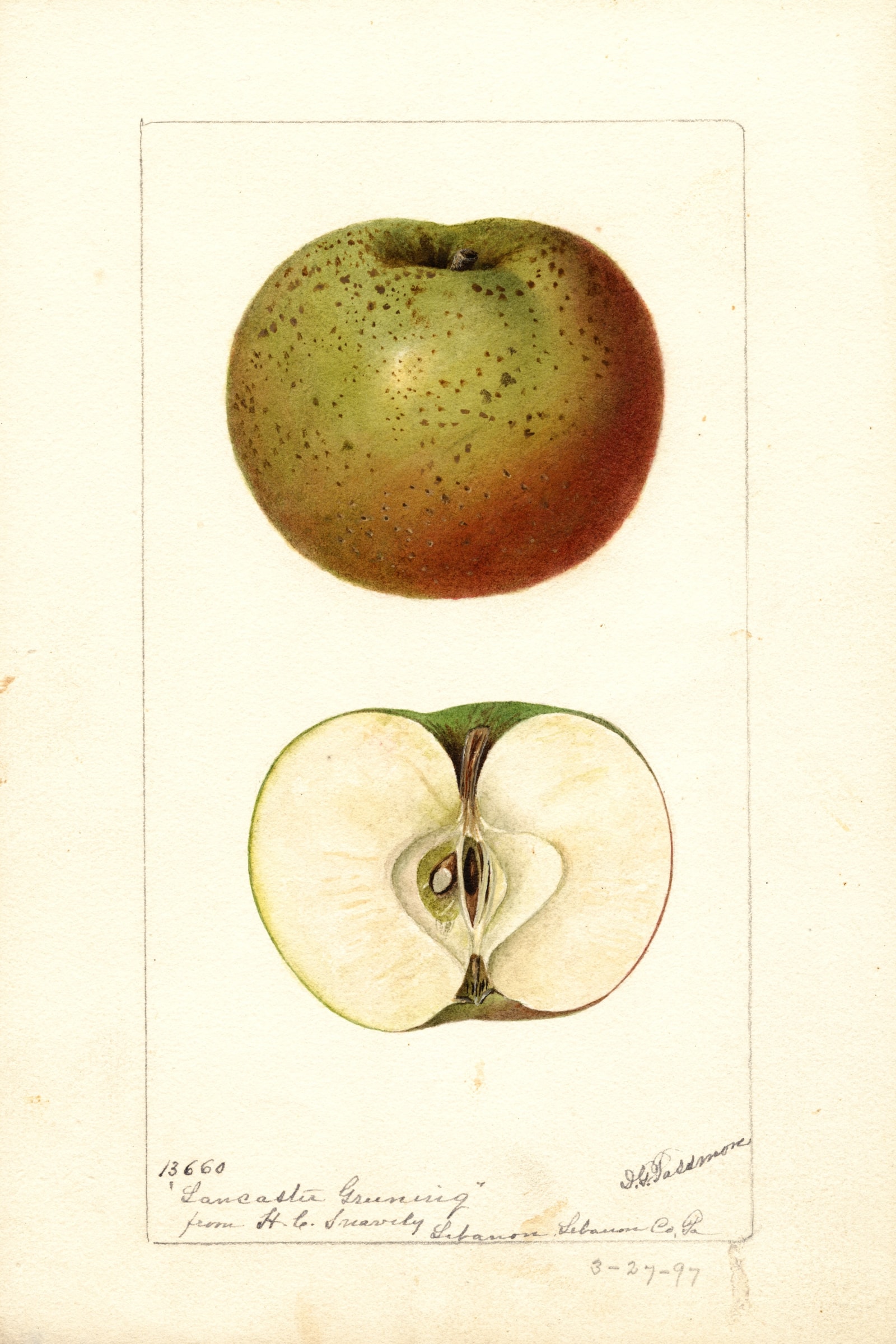 Lancaster Greening Apple
