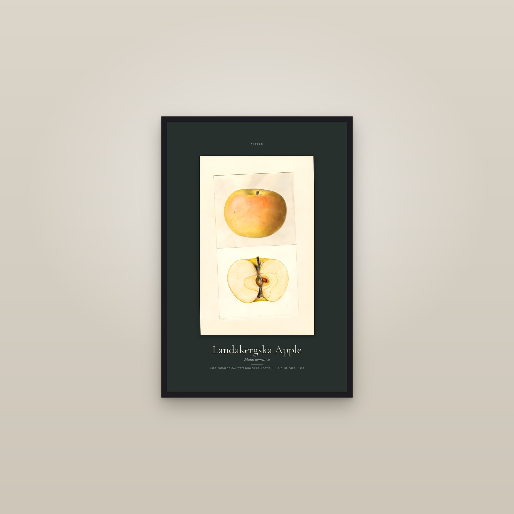 Landakergska Apple — Specimen — framed in a gallery setting