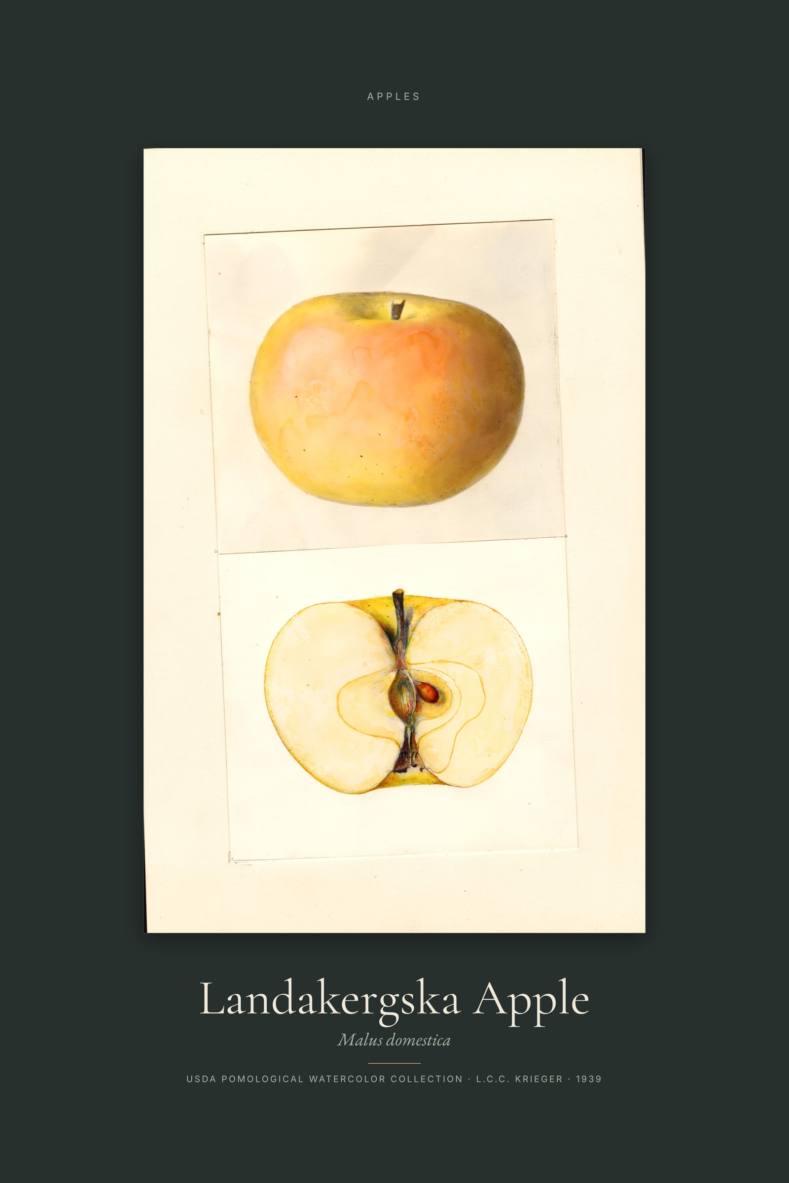 Landakergska Apple — Specimen