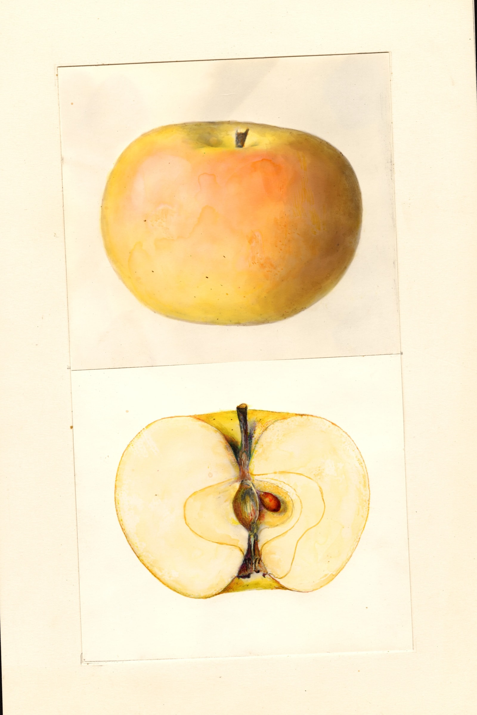 Landakergska Apple