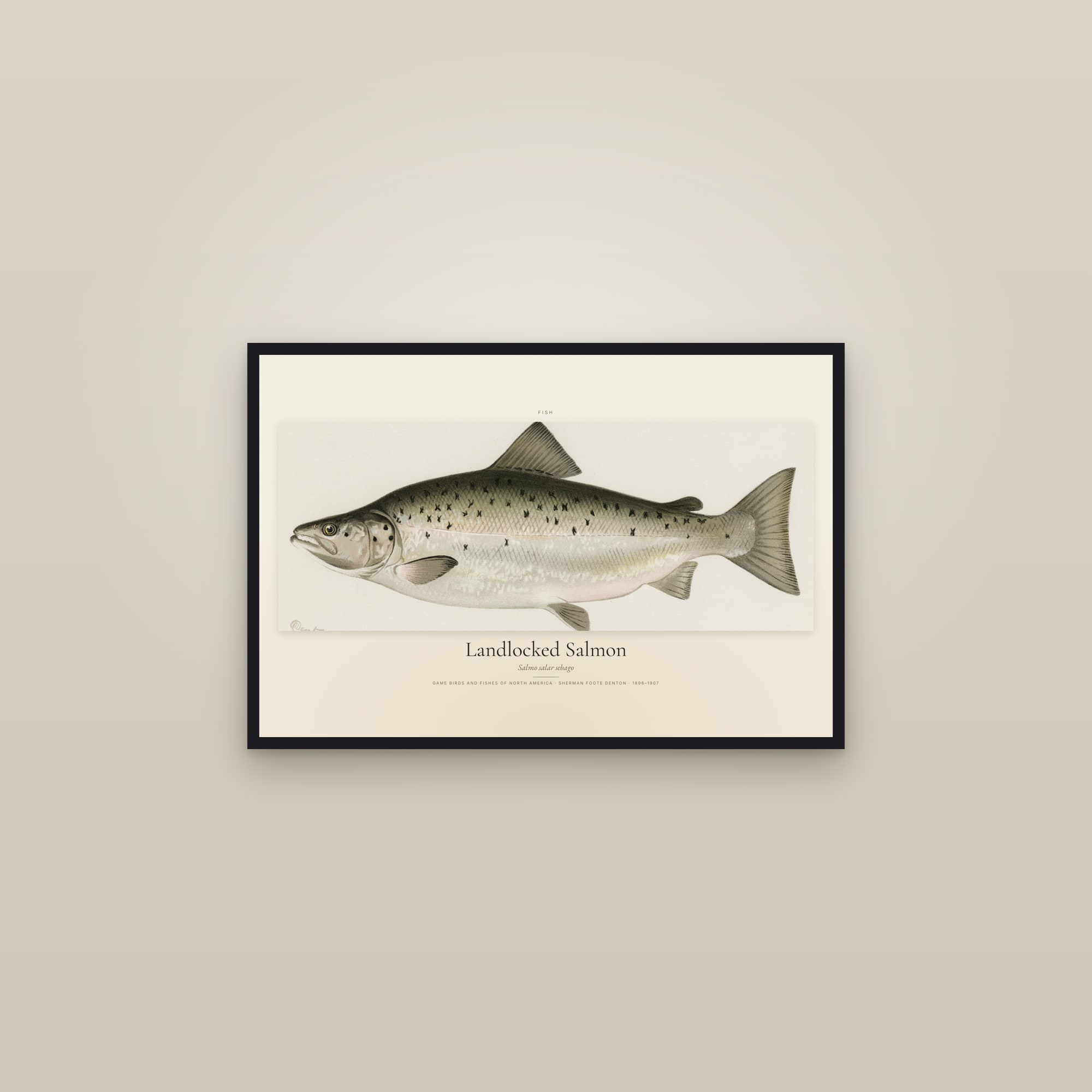 Landlocked Salmon — framed in a gallery setting