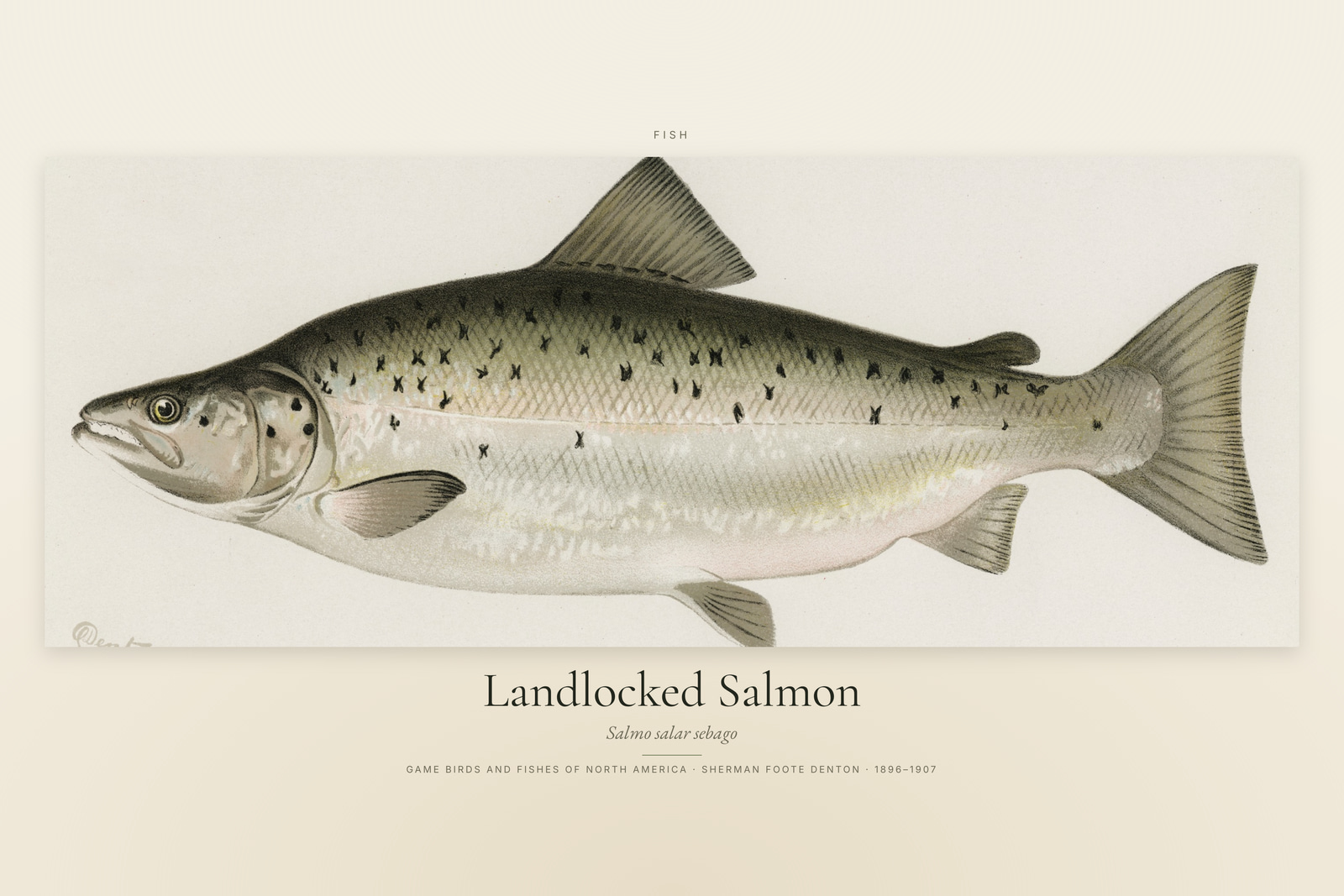 Landlocked Salmon