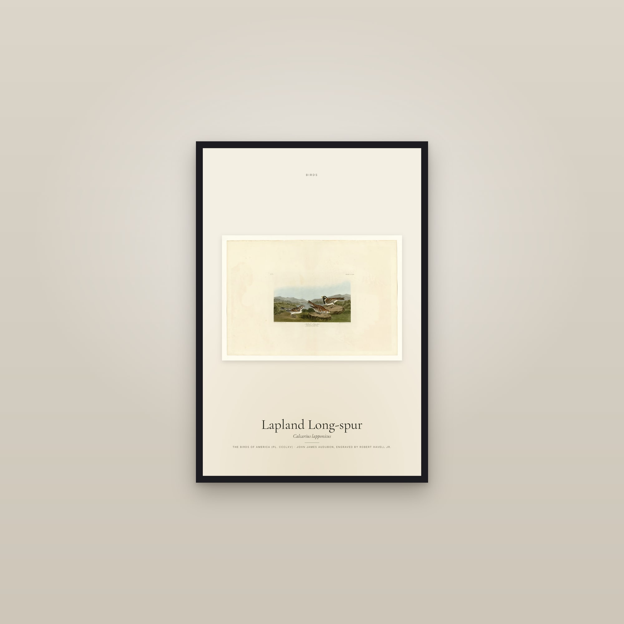 Lapland Long-spur — framed in a gallery setting