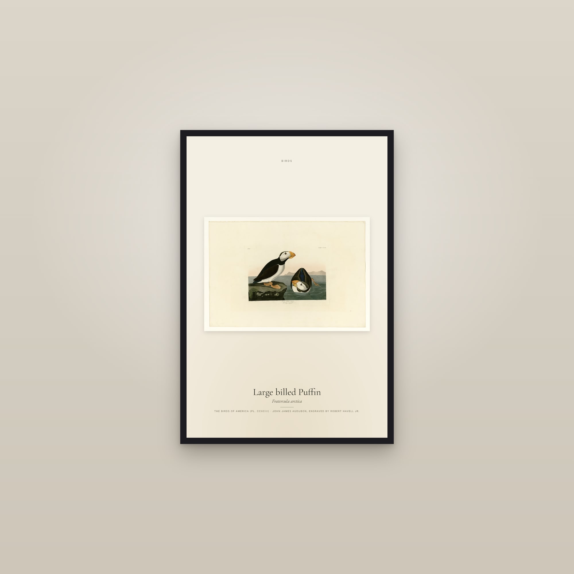 Large billed Puffin — framed in a gallery setting