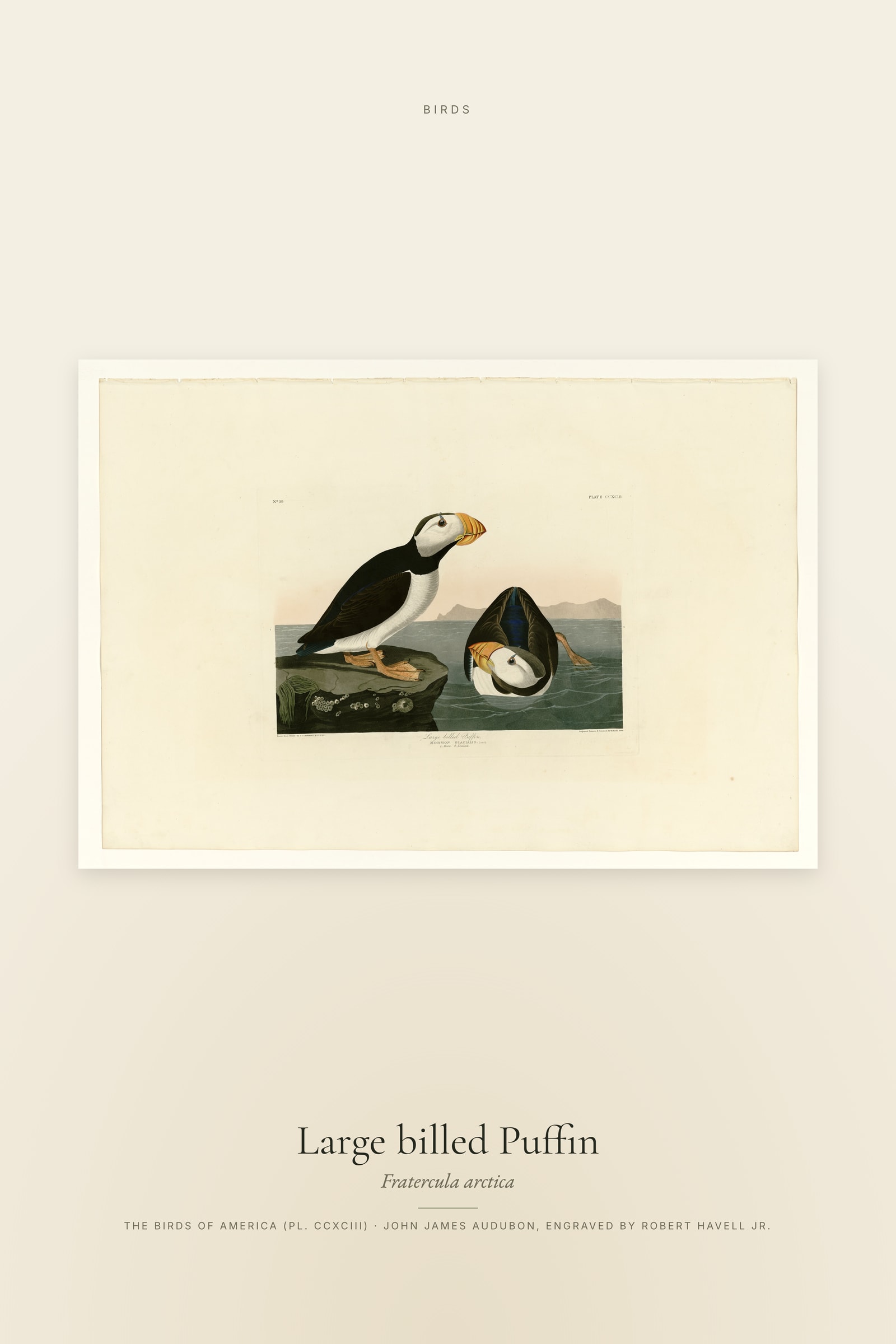 Large billed Puffin