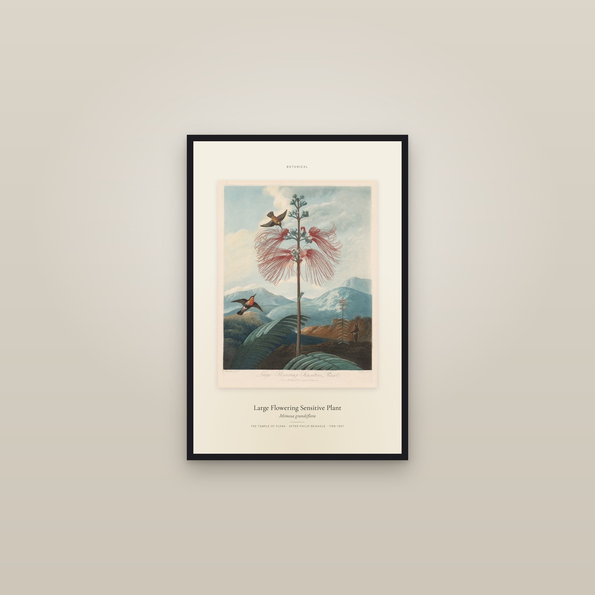 Large Flowering Sensitive Plant — Specimen — framed in a gallery setting