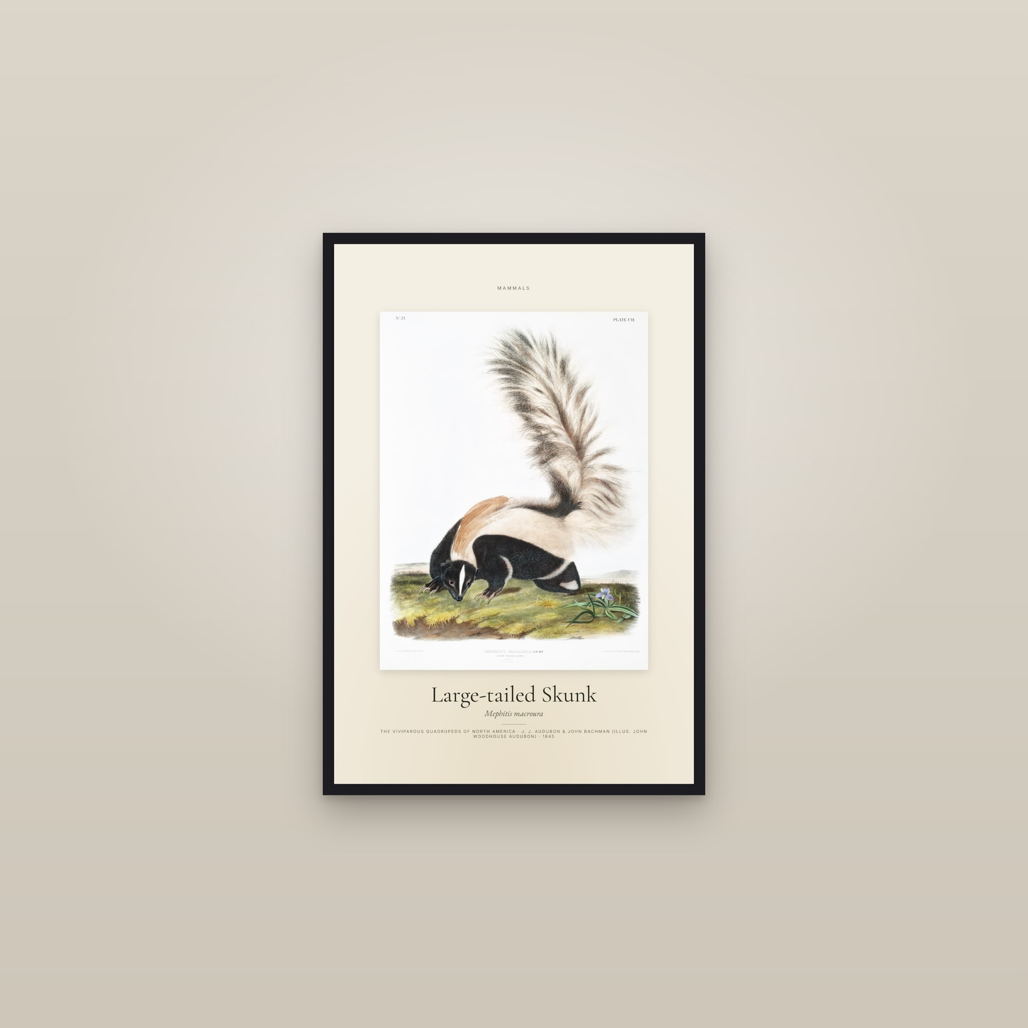 Large-tailed Skunk — Specimen — framed in a gallery setting