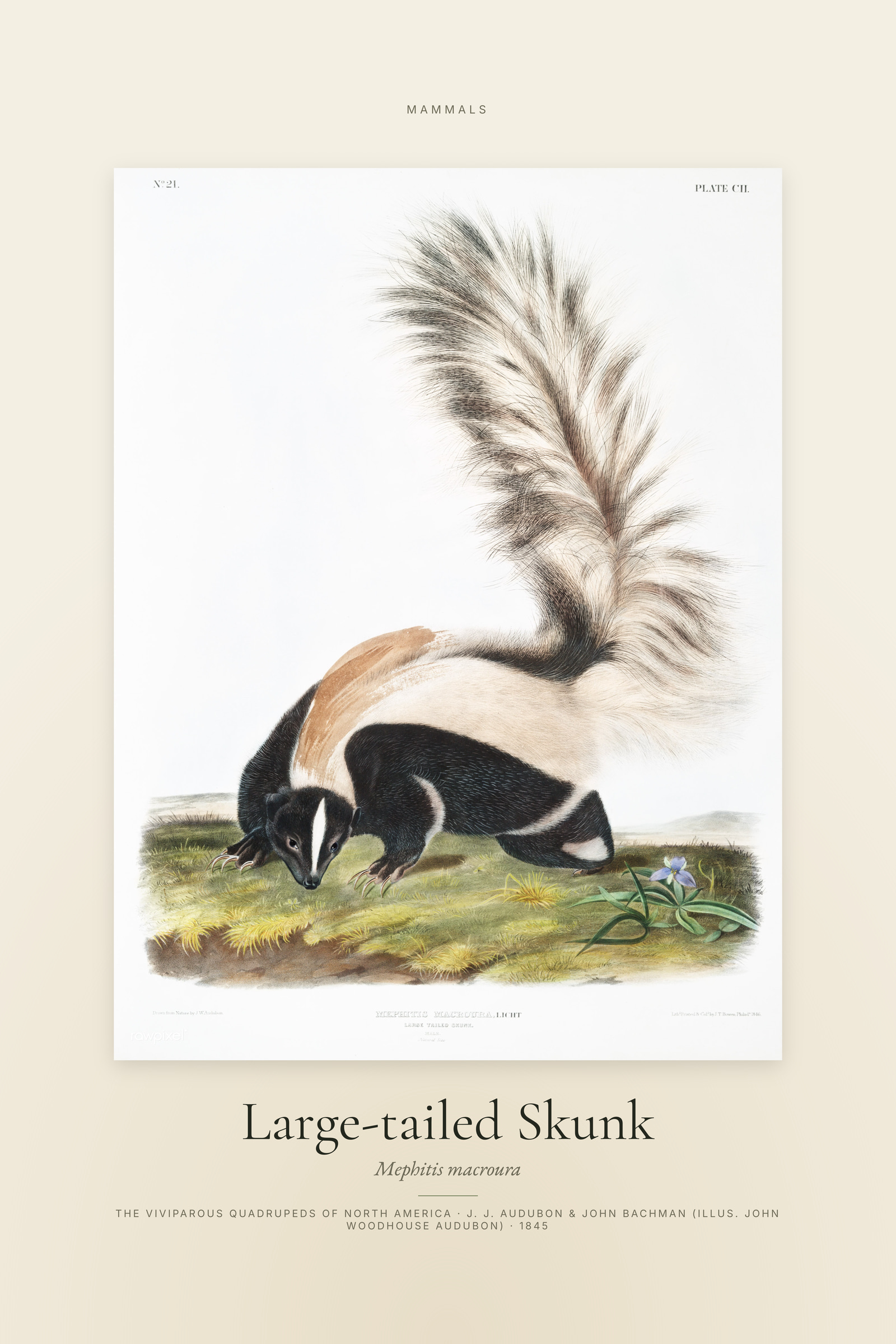 Large-tailed Skunk — Specimen