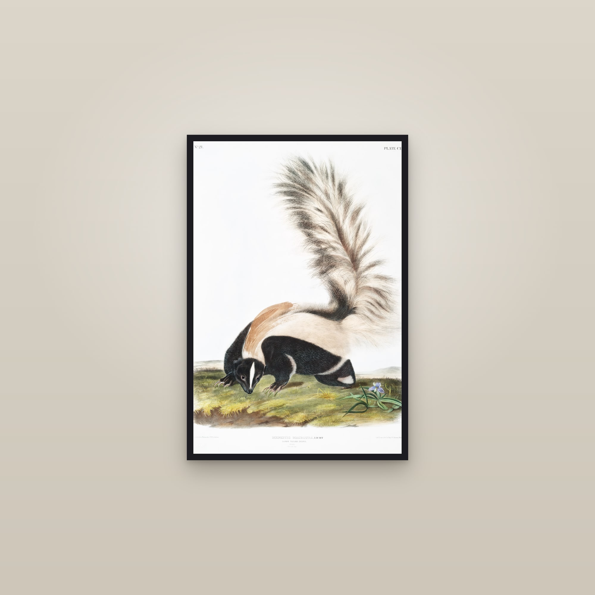 Large-tailed Skunk — framed in a gallery setting
