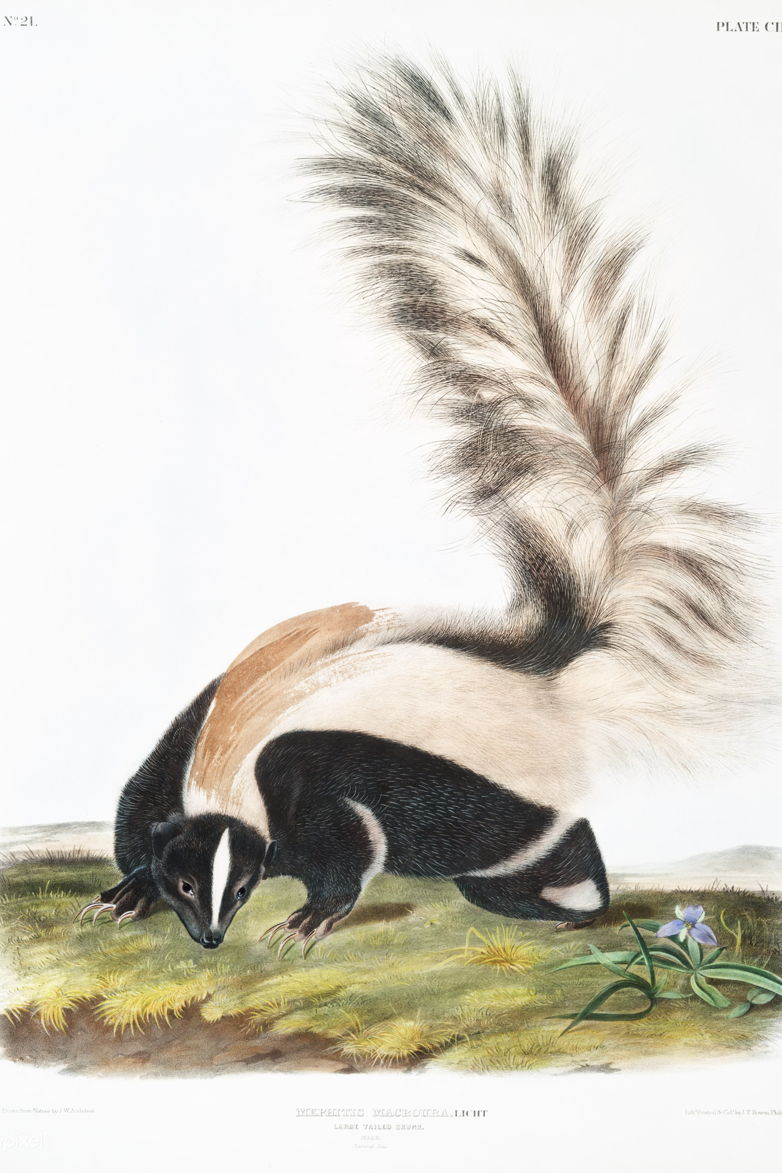 Large-tailed Skunk