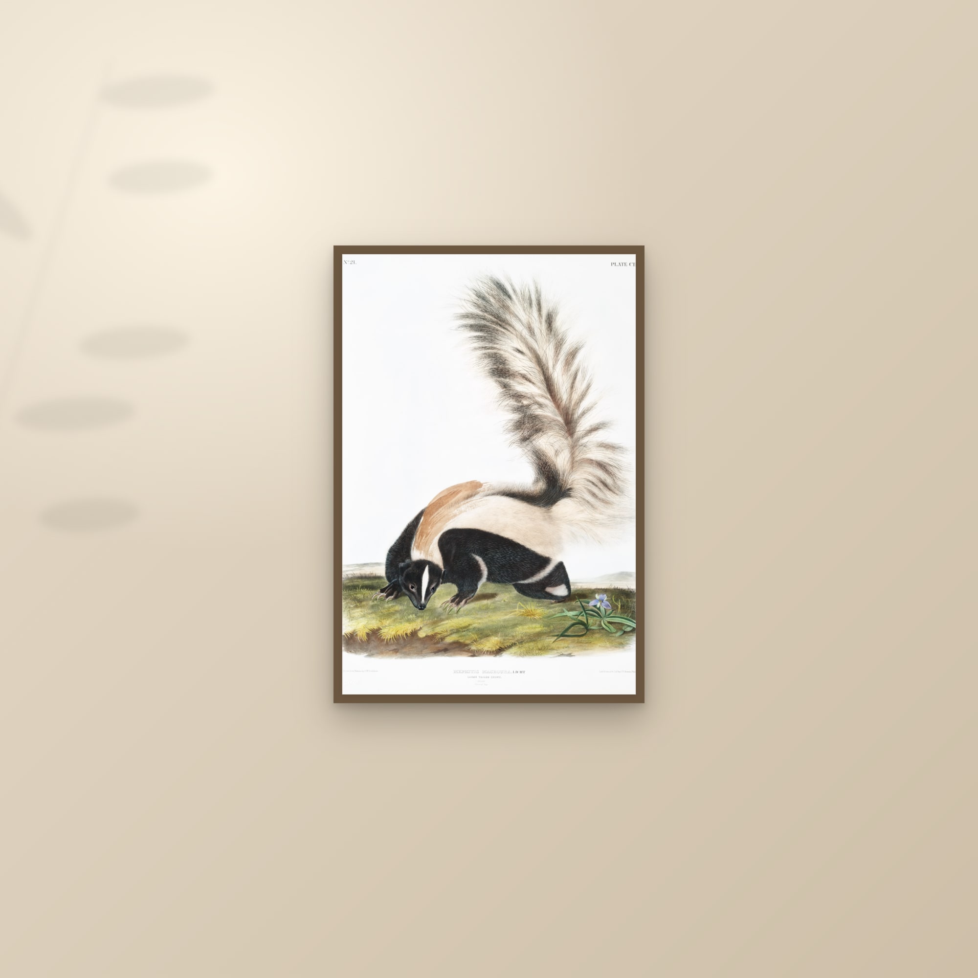 Large-tailed Skunk — framed and styled on a sunlit wall